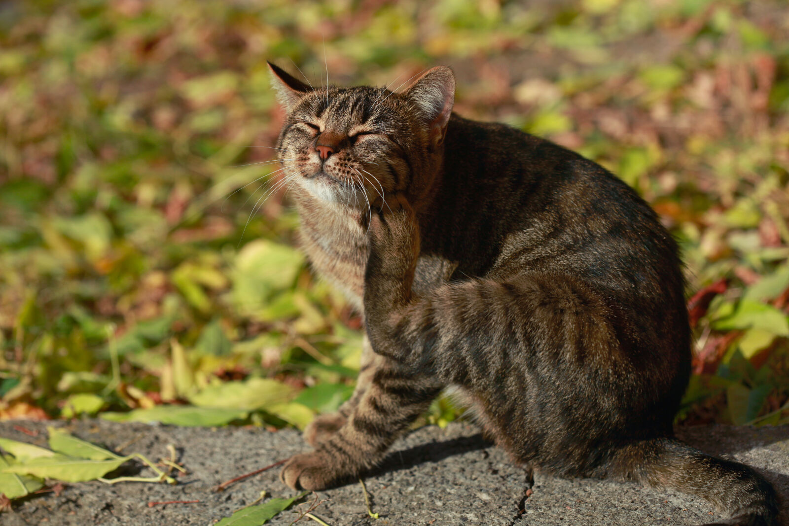 Canon EOS 5D Mark II sample photo. Close, up, of, cat photography