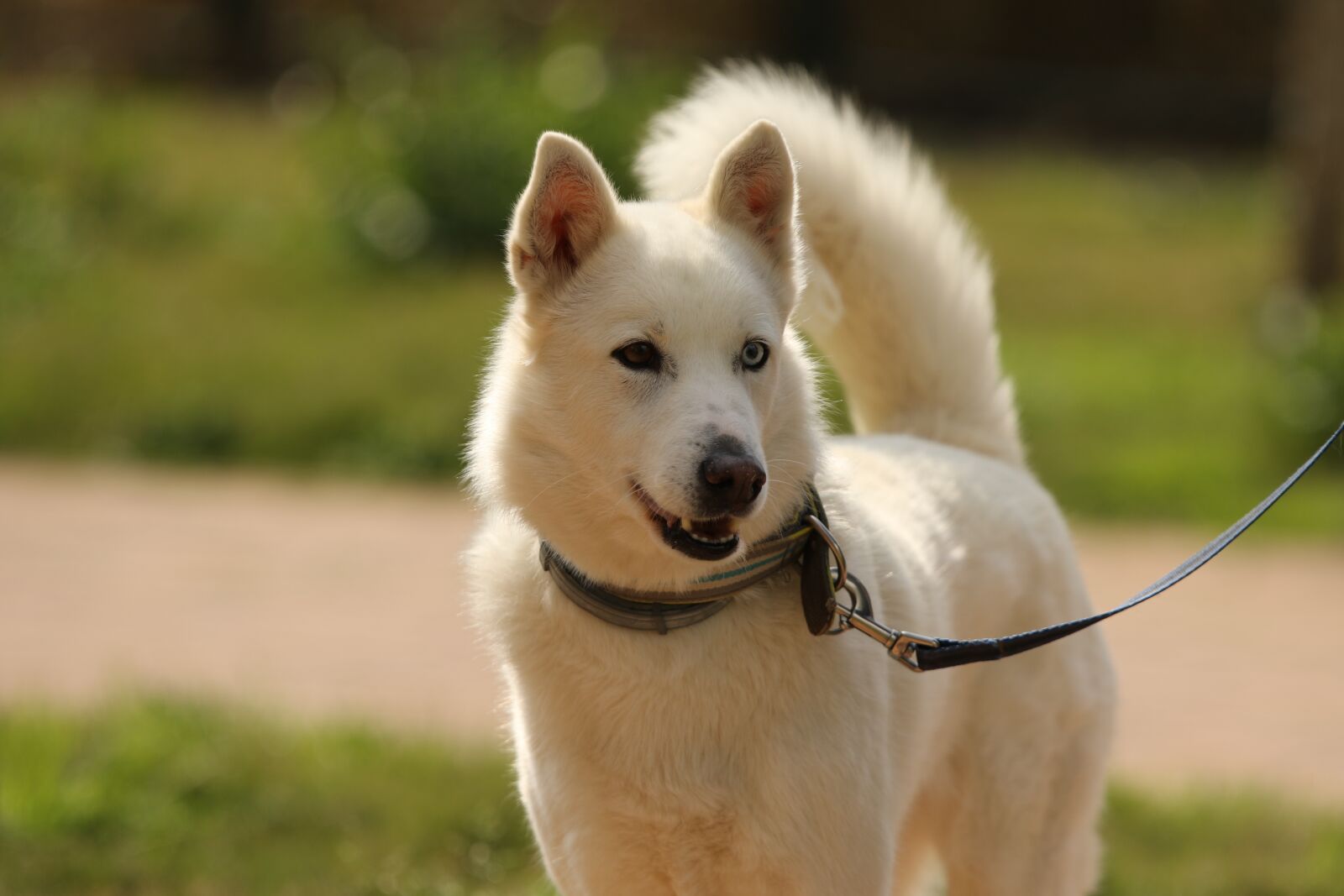 Canon EOS 7D Mark II sample photo. Dog, breed, siberian husky photography