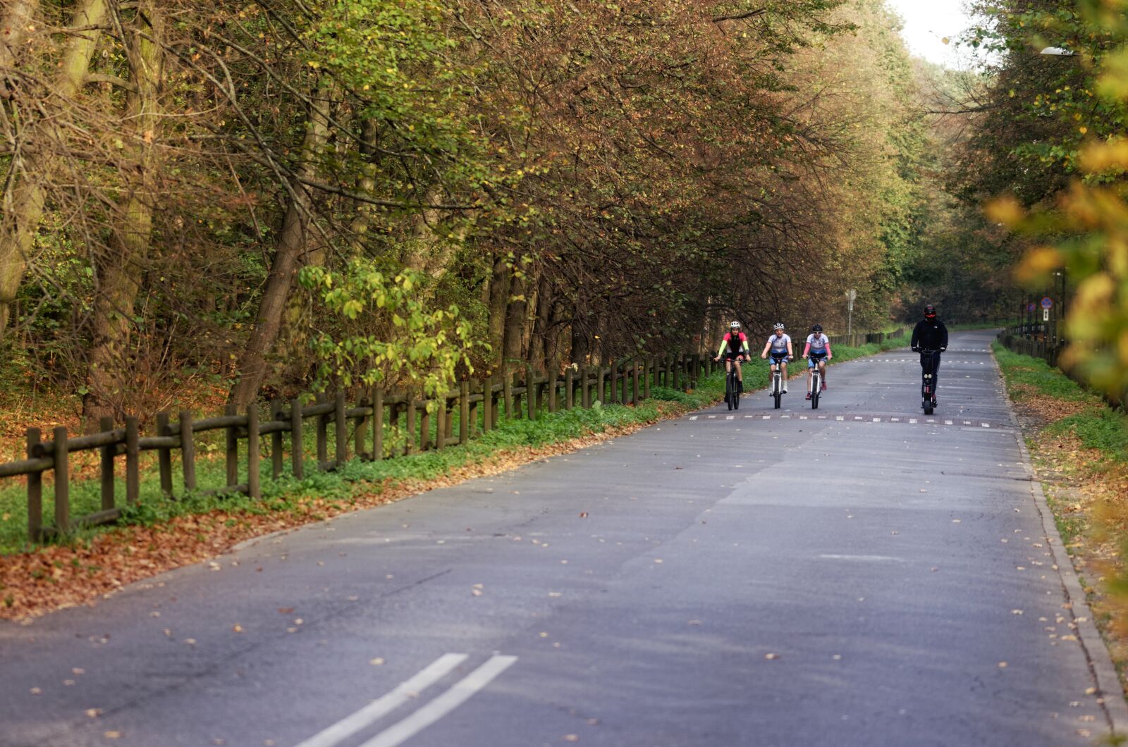 Nikon D5100 sample photo. Landscape, forest, nature photography