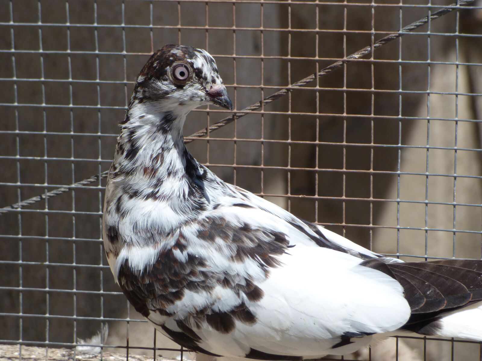Panasonic Lumix DMC-FZ70 sample photo. Paloma, race, pigeon racing photography