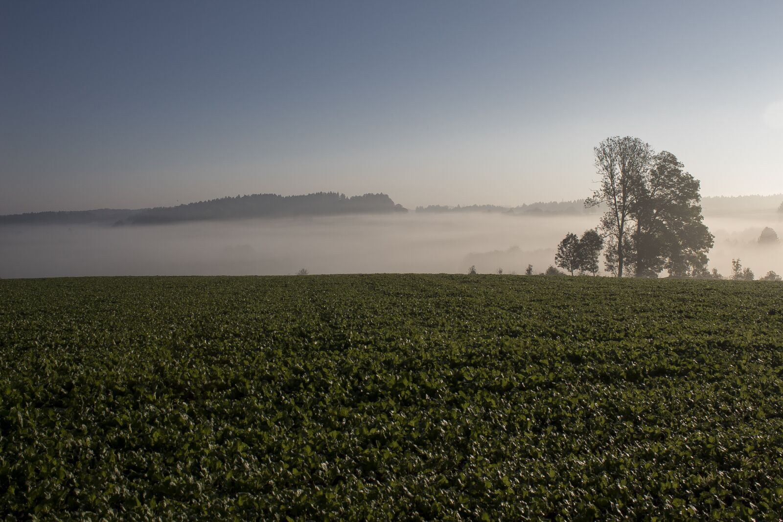 Canon EOS 1300D (EOS Rebel T6 / EOS Kiss X80) sample photo. Morgenstimmung, fog, landscape photography