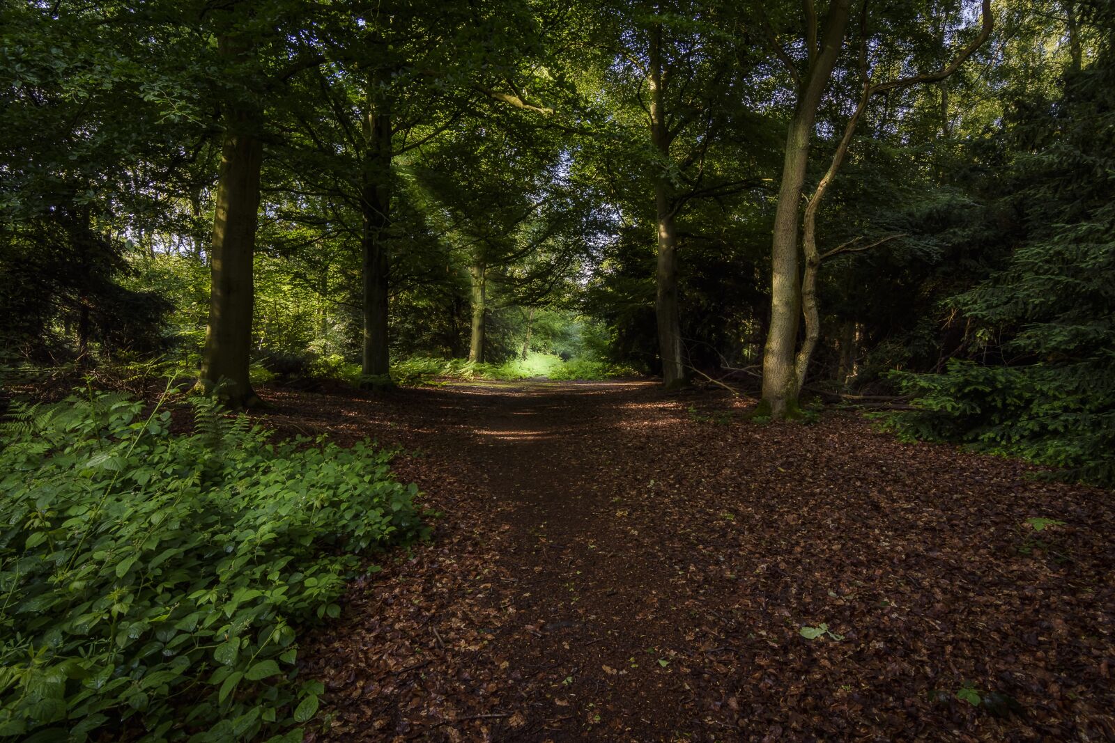 Tokina AT-X Pro 11-16mm F2.8 DX II sample photo. Landscape, forest, trees photography