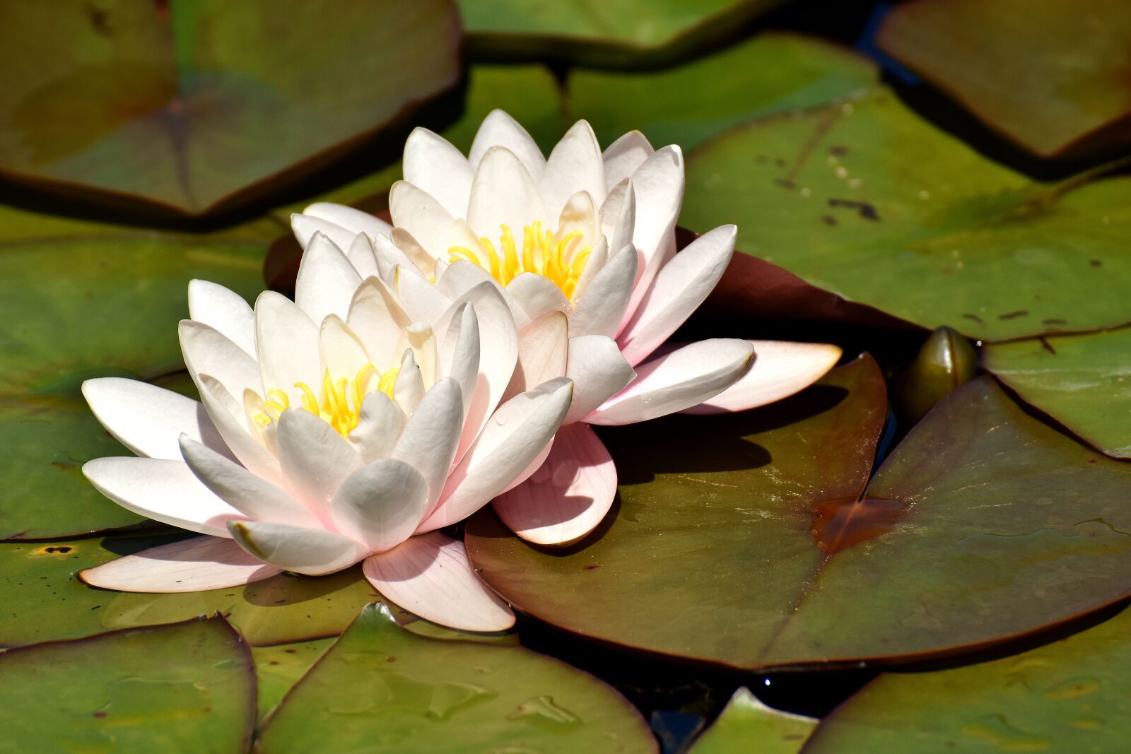 Nikon D7200 sample photo. Water lily, plant, aquatic photography