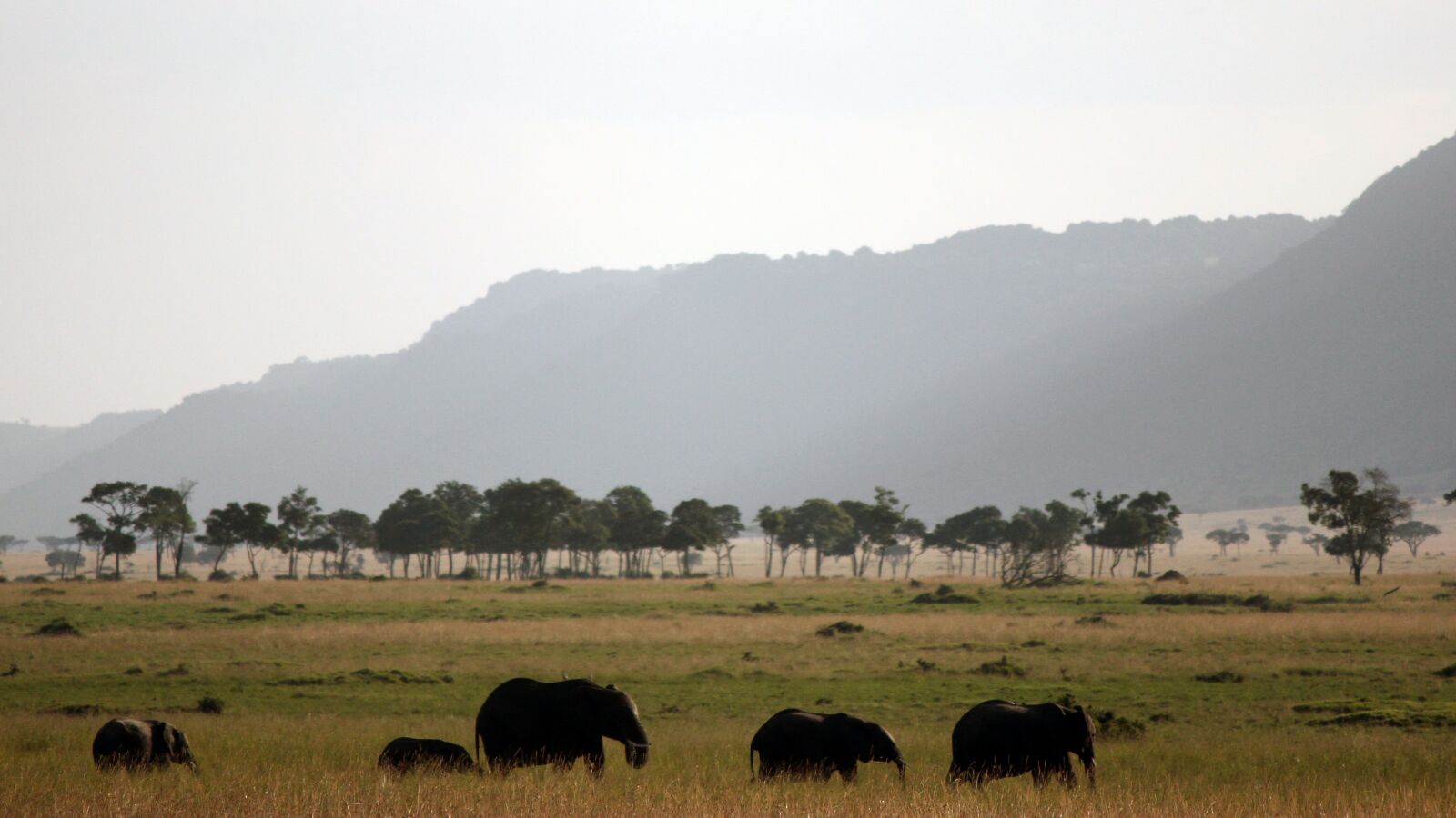 Canon EOS 550D (EOS Rebel T2i / EOS Kiss X4) sample photo. Elephant, africa, safari photography