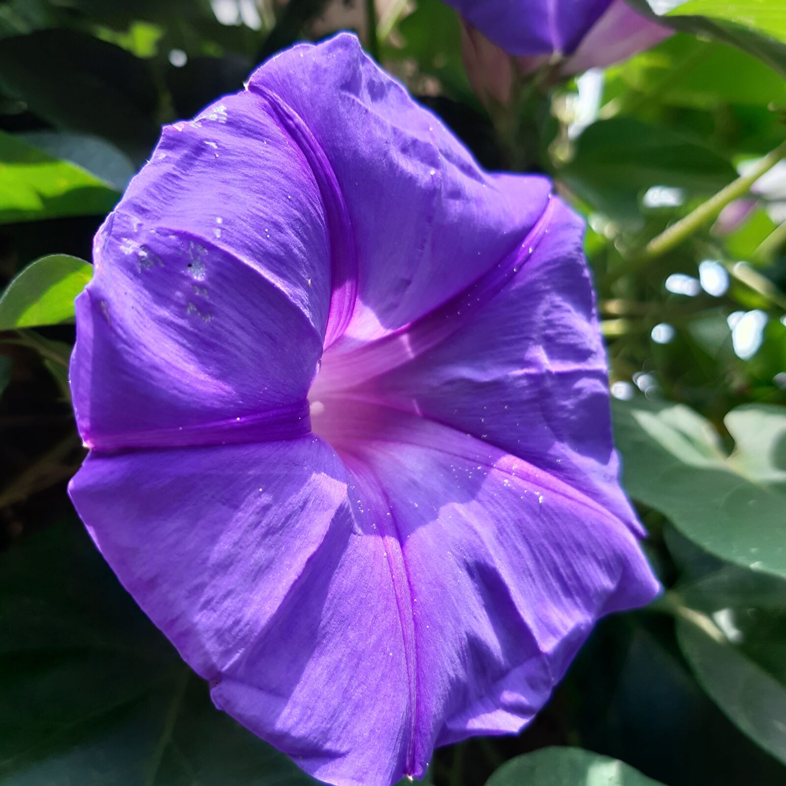 Samsung Galaxy A30 sample photo. Flower, plants, nature photography