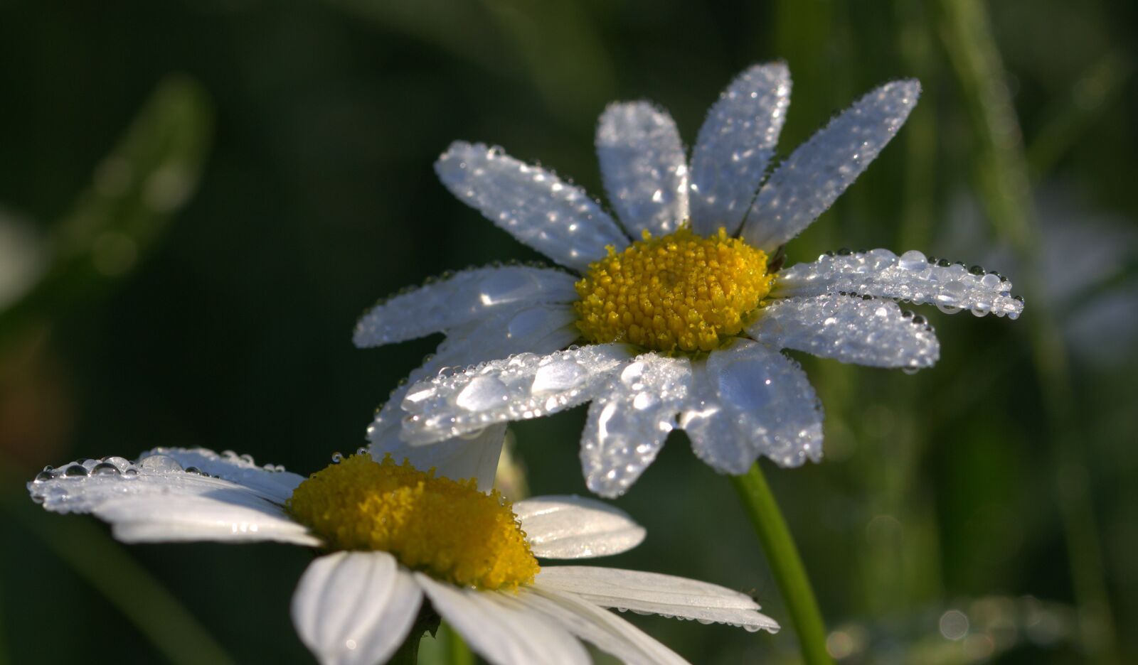 Canon EOS 650D (EOS Rebel T4i / EOS Kiss X6i) sample photo. Daisies, leucanthemum maximum, flowers photography