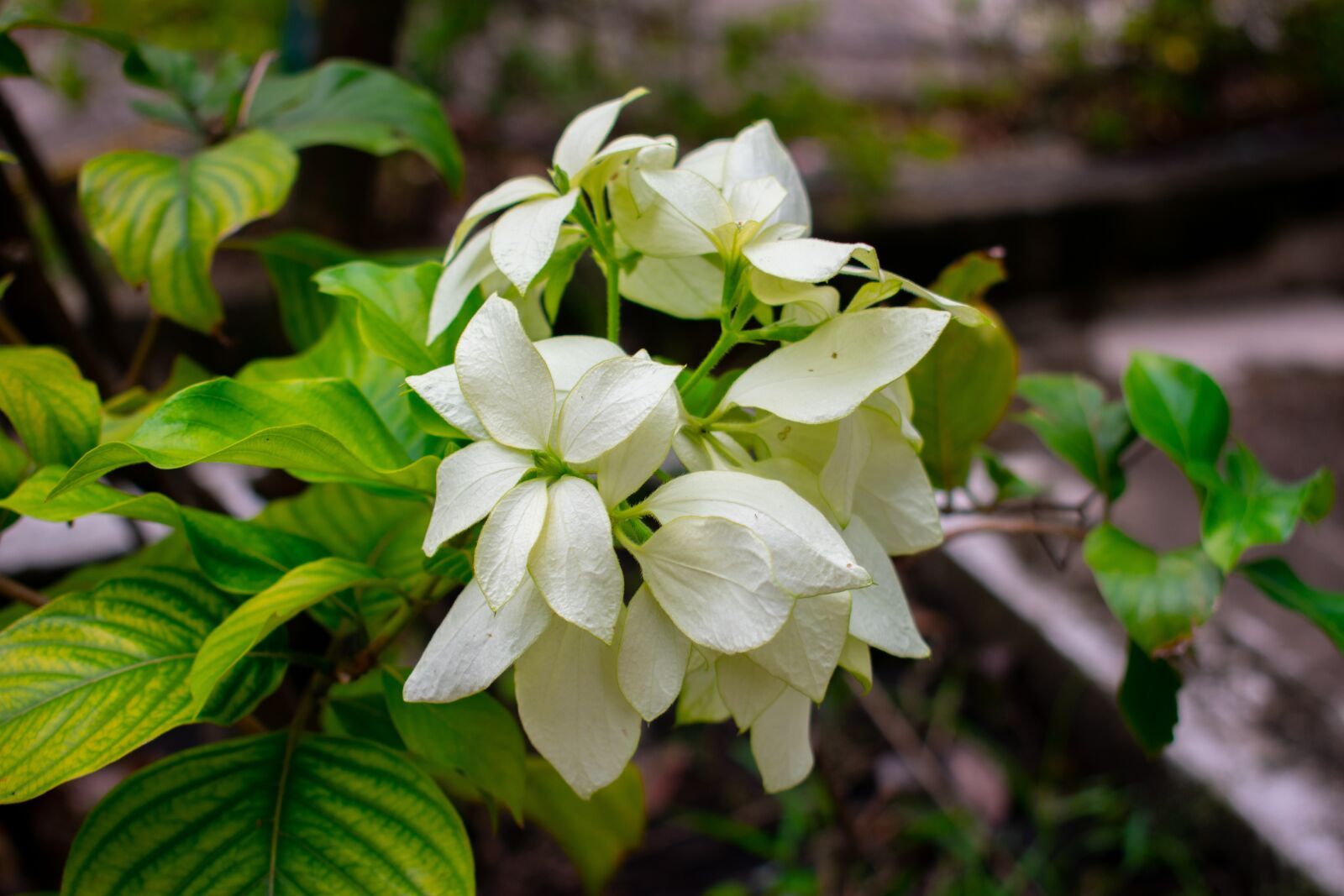 Nikon D3400 sample photo. Flowers, nature, green photography