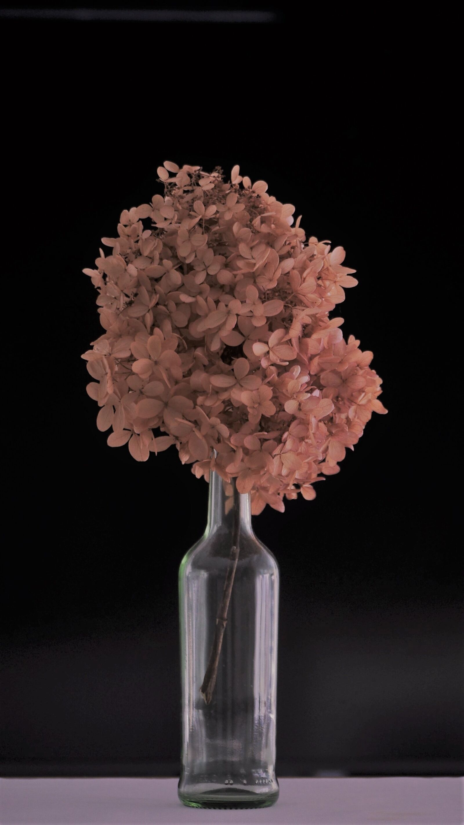 Panasonic Lumix DMC-GH3 sample photo. Hydrangea, dried, flower photography