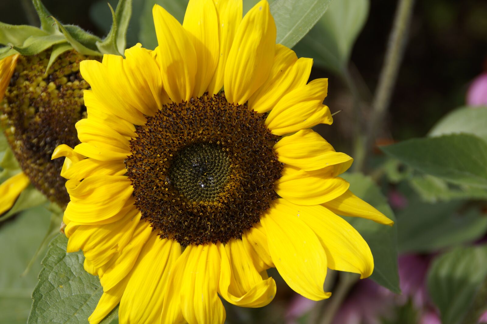 Sony SLT-A58 sample photo. Sunflower, blossom, bloom photography