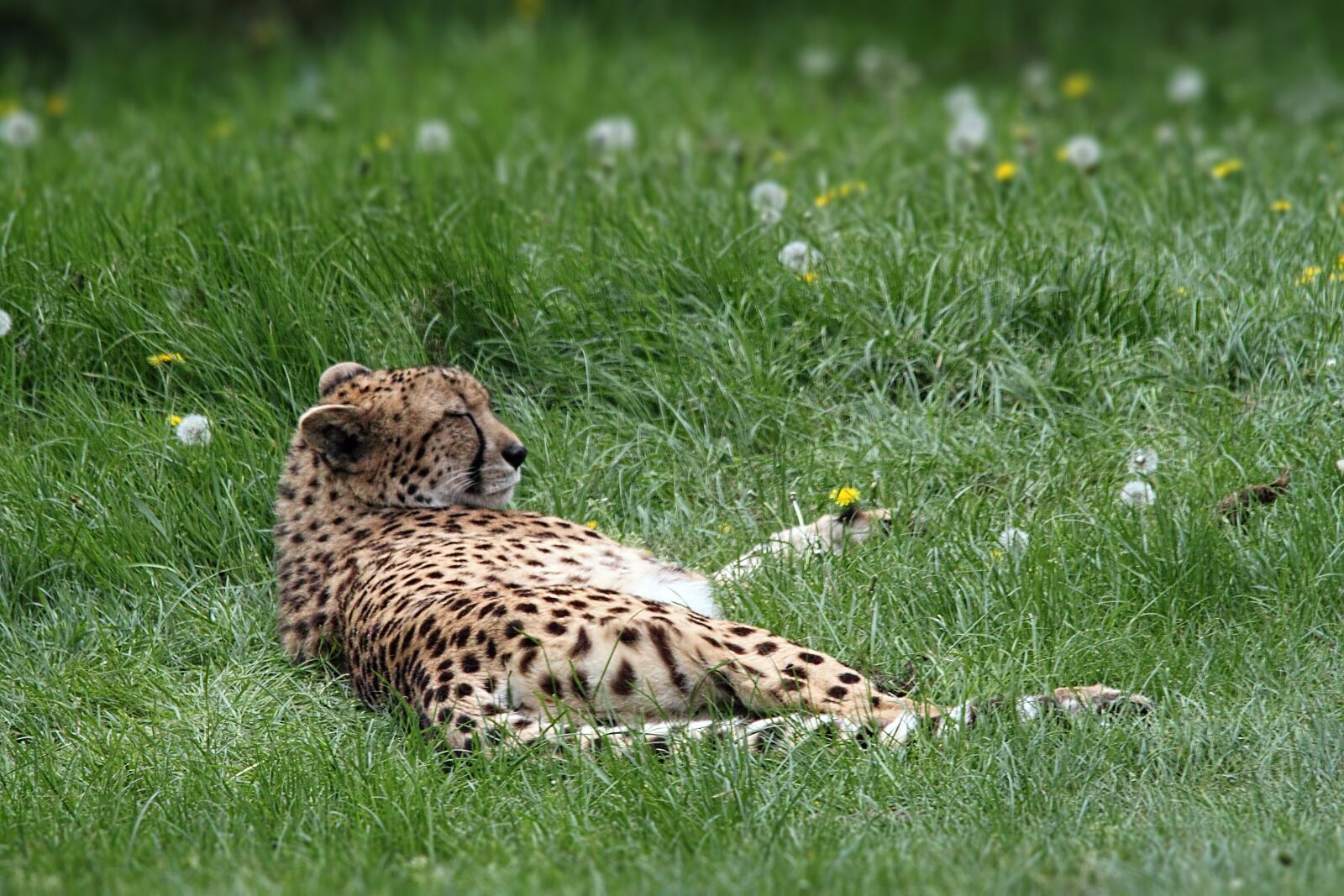 Canon EOS 500D (EOS Rebel T1i / EOS Kiss X3) sample photo. Cheetah, spots, animal photography