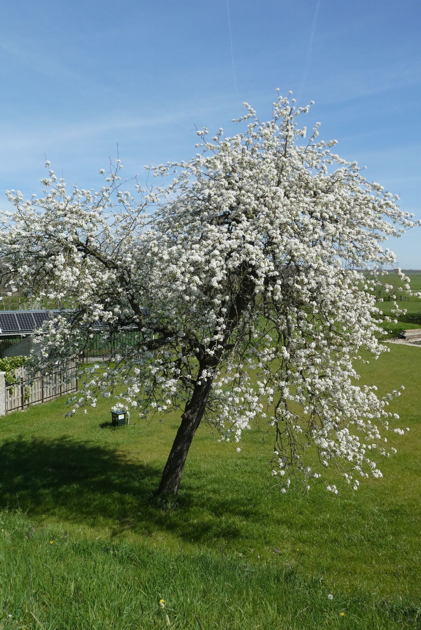 Panasonic Lumix DC-ZS70 (Lumix DC-TZ90) sample photo. Pear tree, blossom, bloom photography