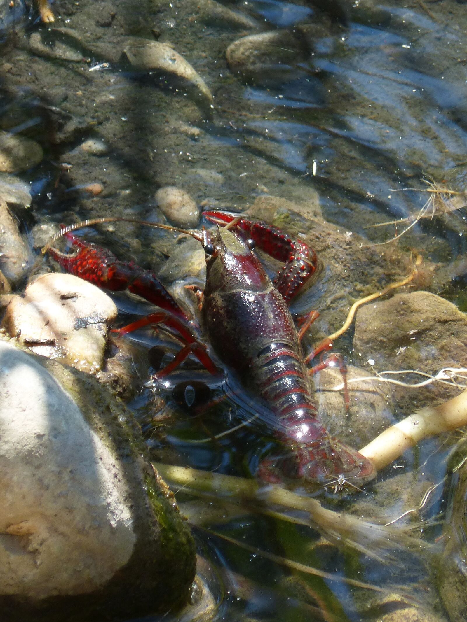 Panasonic DMC-FZ62 sample photo. Crayfish, american crab, plague photography