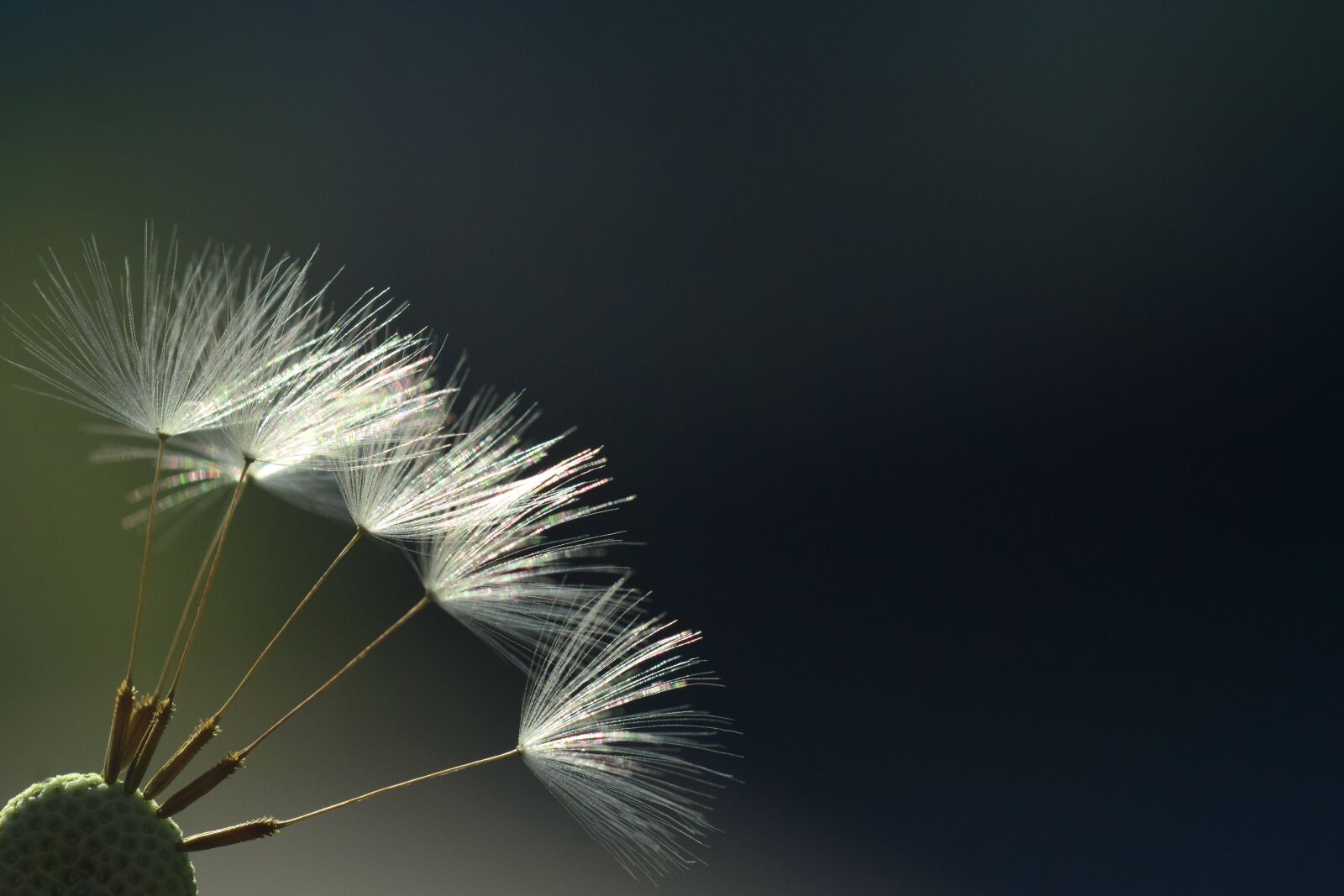 Nikon D3300 sample photo. Dandelion, backlighting, rays photography