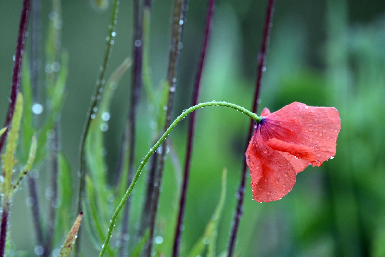 Nikon D3400 sample photo. Poppy, poppies, red photography