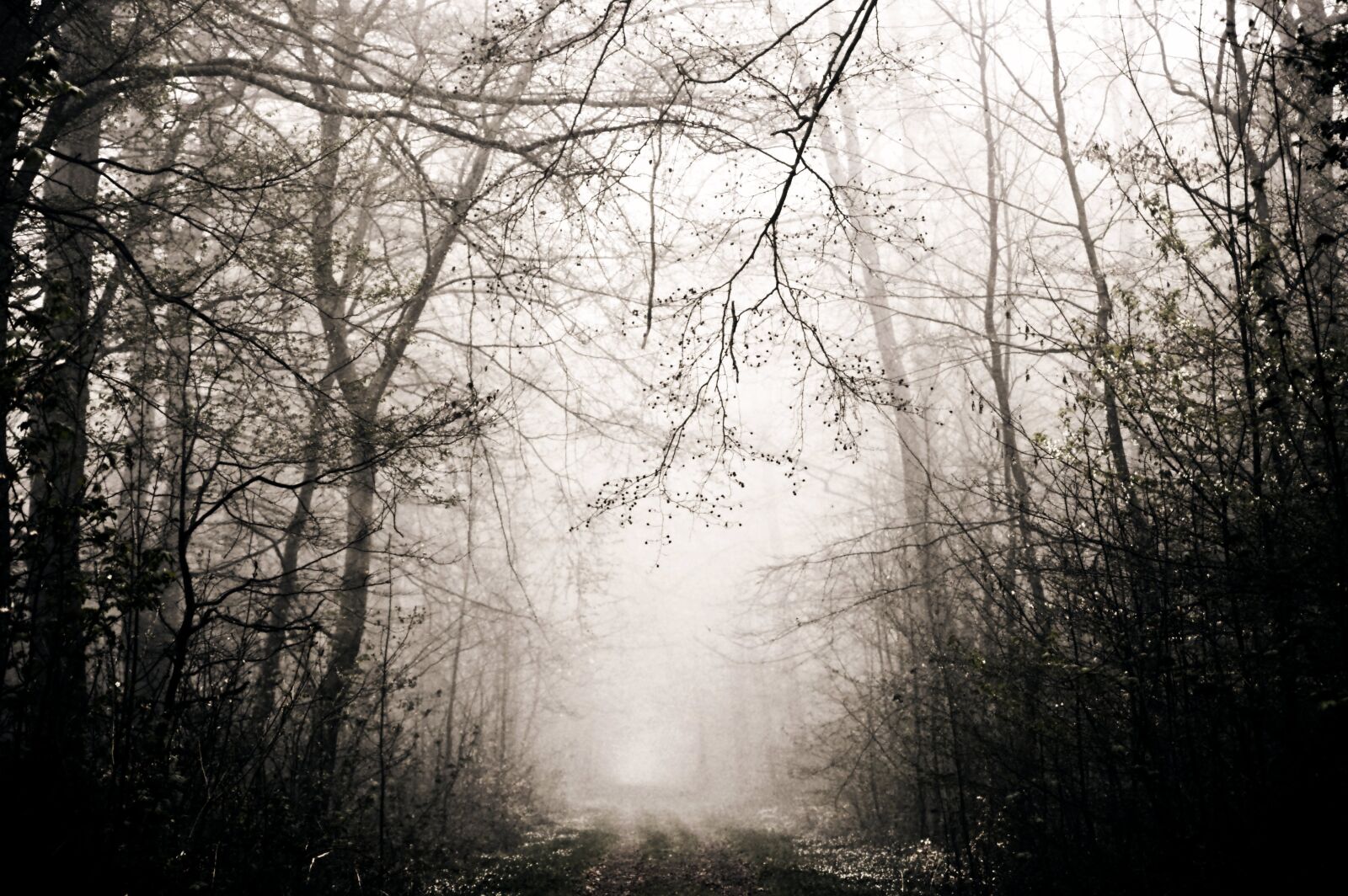 Nikon D3200 sample photo. Forest, fog, trees photography