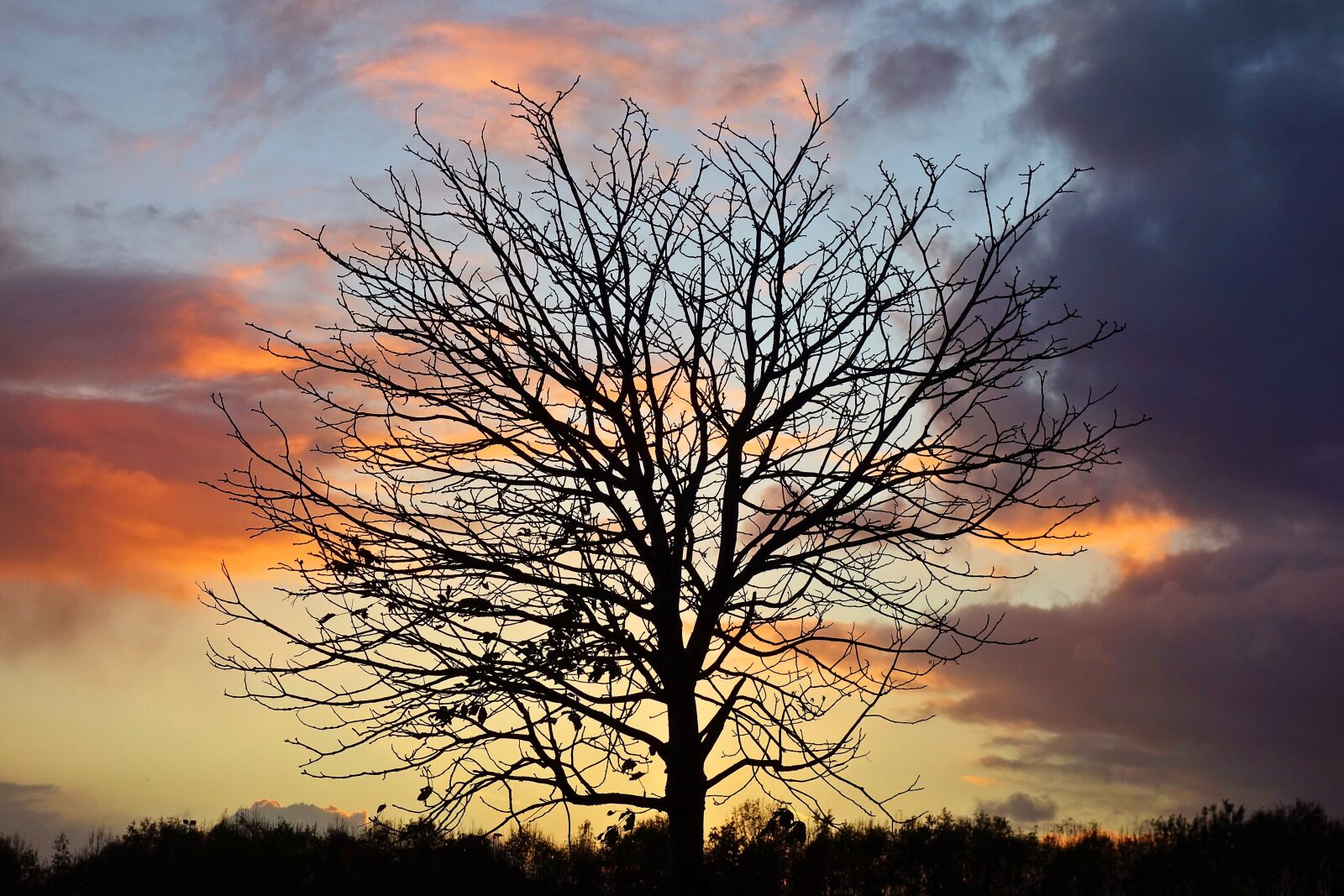 Sony Cyber-shot DSC-RX100 sample photo. Tree, branch, bare tree photography