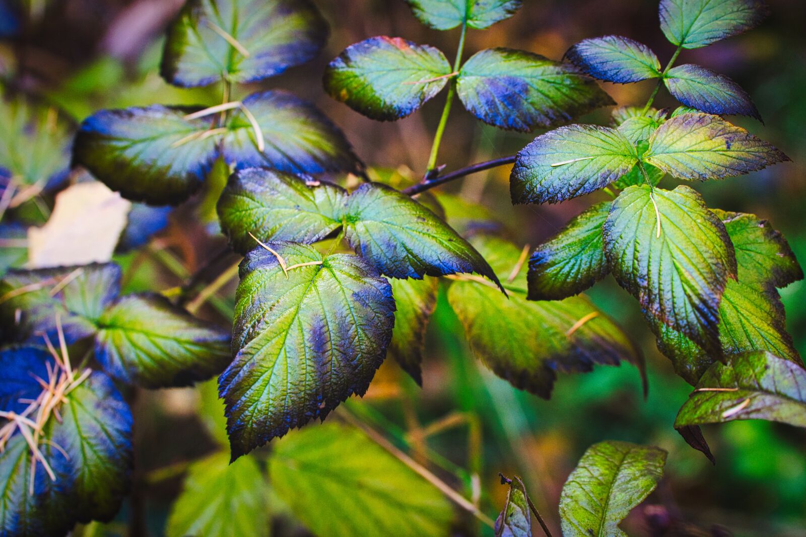 Canon EOS 6D sample photo. Wilting leaves, autumn, green photography