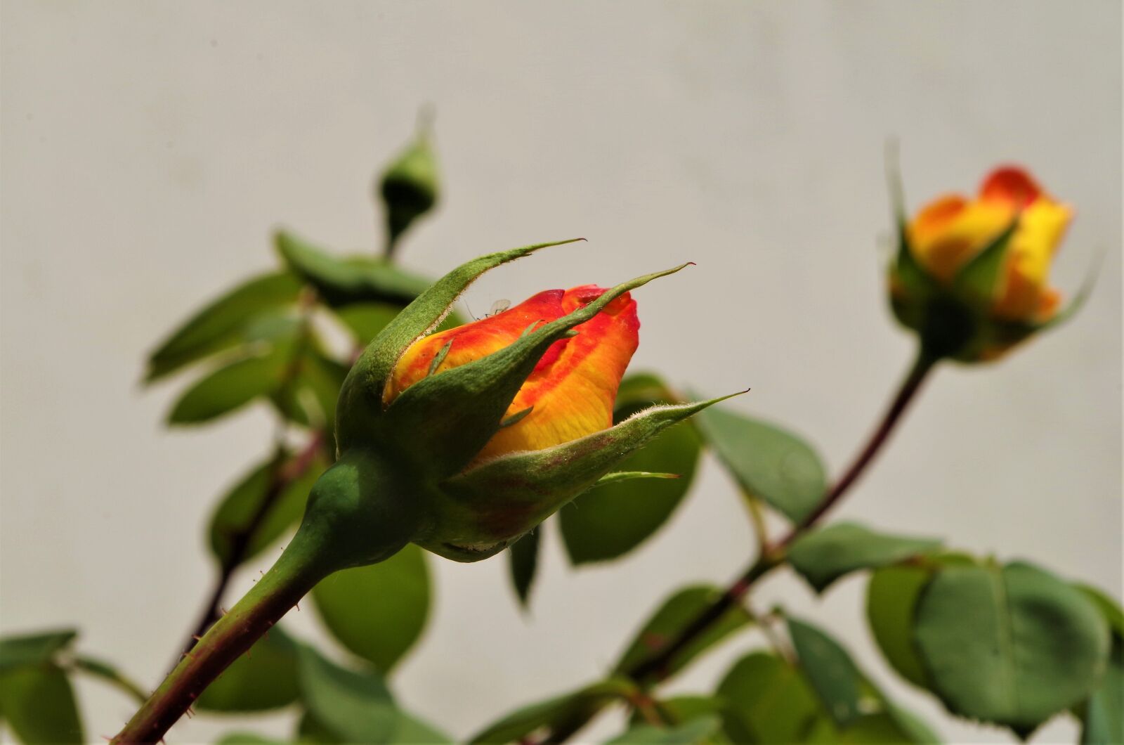 Pentax K-50 sample photo. Rosa, rose, flower photography