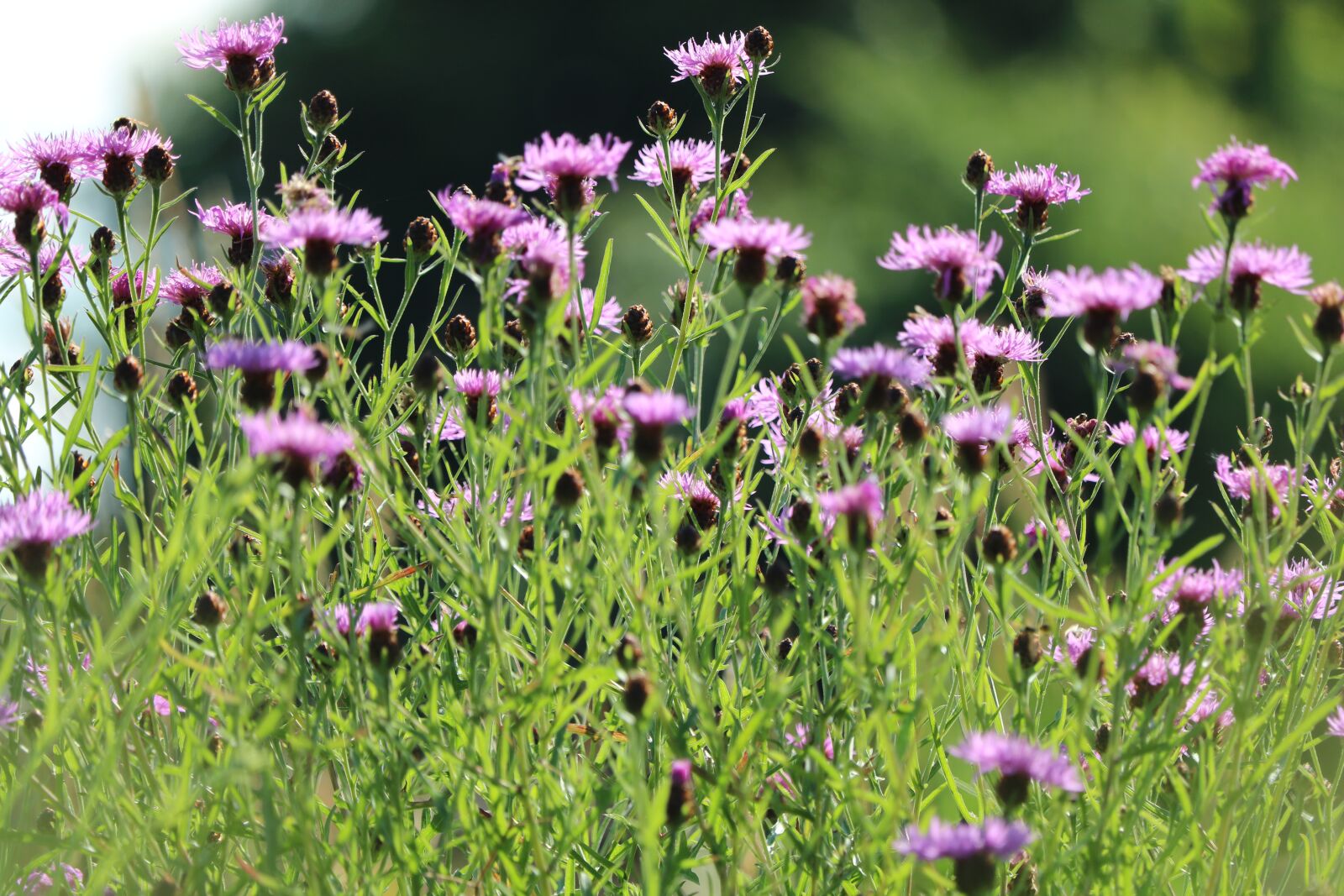 Canon EOS 750D (EOS Rebel T6i / EOS Kiss X8i) + Canon EF-S 55-250mm F4-5.6 IS STM sample photo. Wild flowers, purple, flower photography