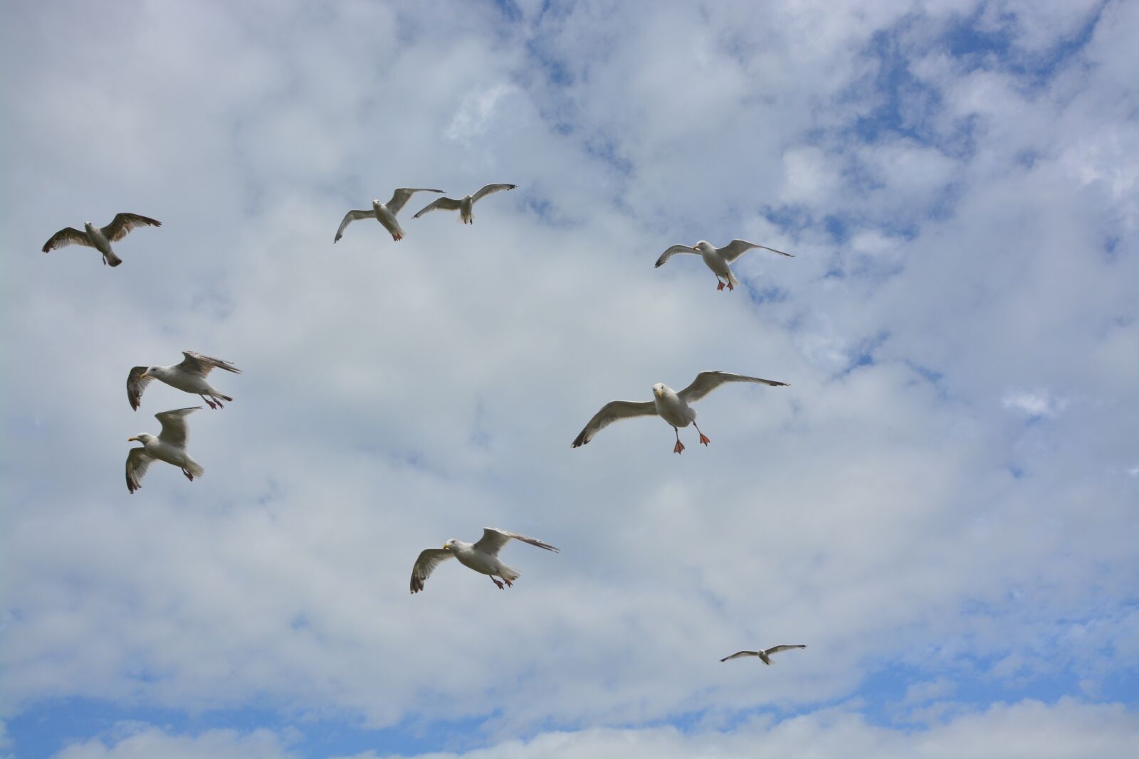Nikon D5200 sample photo. Flight of gulls, gulls photography
