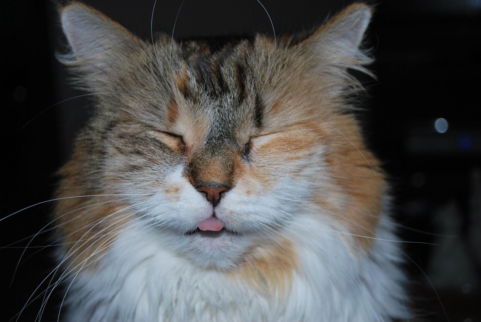 Nikon D60 sample photo. Cat, calico, fluffy cat photography