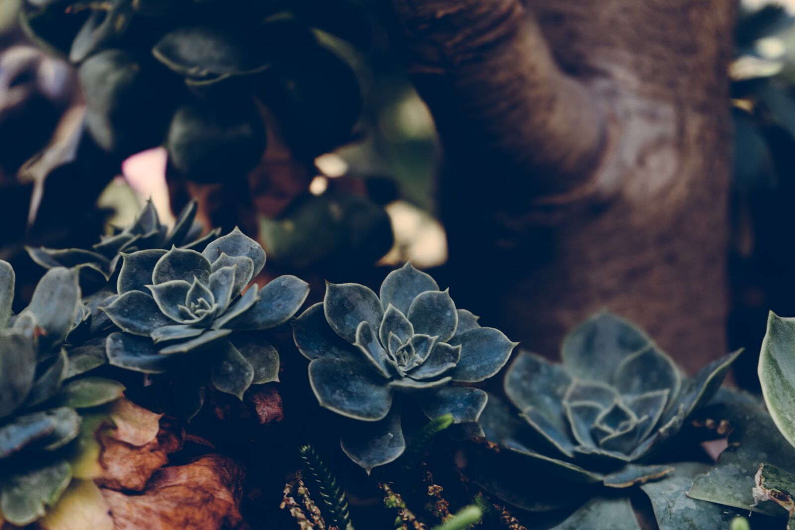 Sony a7 II + Sony FE 28-70mm F3.5-5.6 OSS sample photo. Plant, succulents, botanical photography