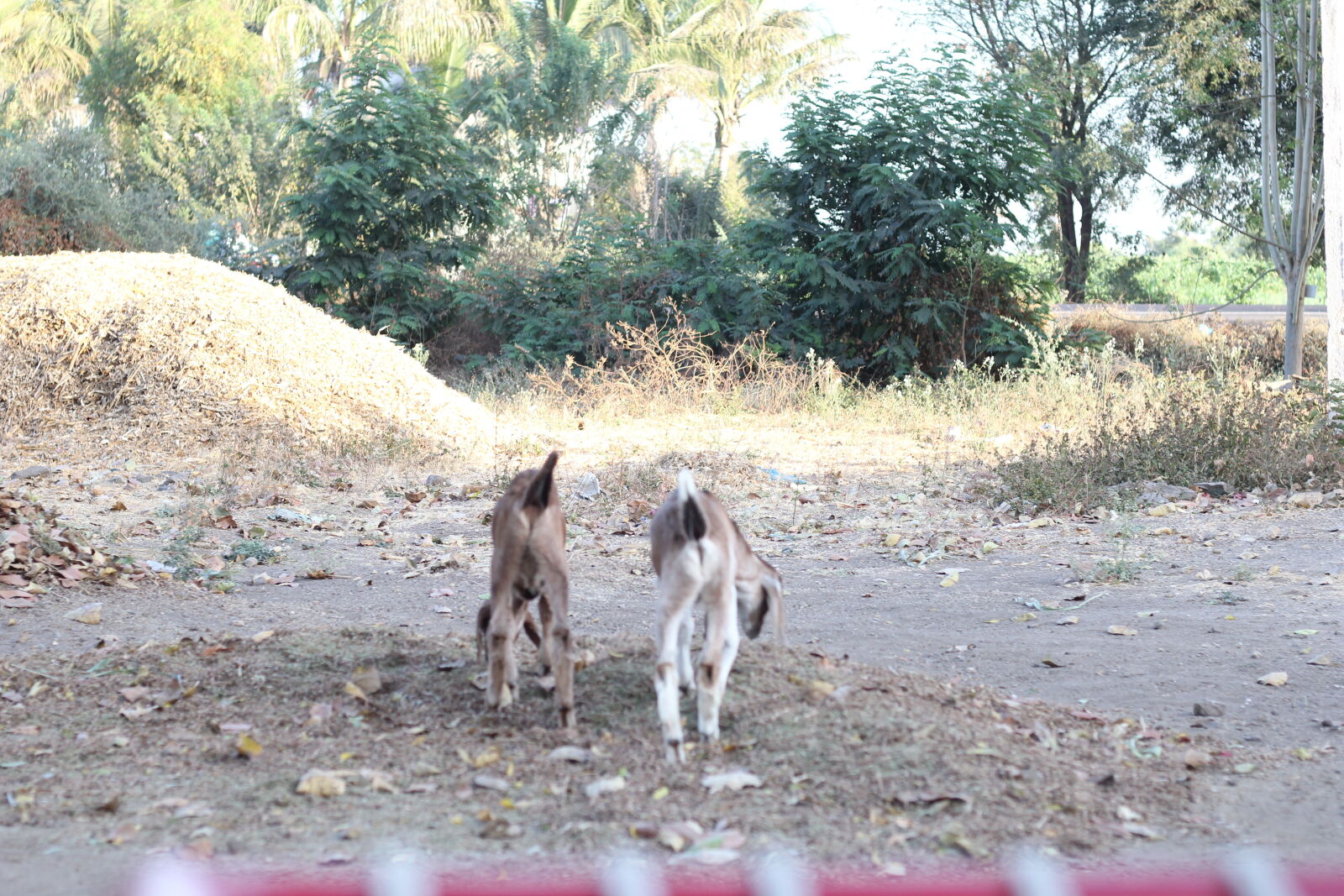 Canon EOS 60D + Canon EF 50mm F1.8 STM sample photo. Farm, goat, kid, two photography