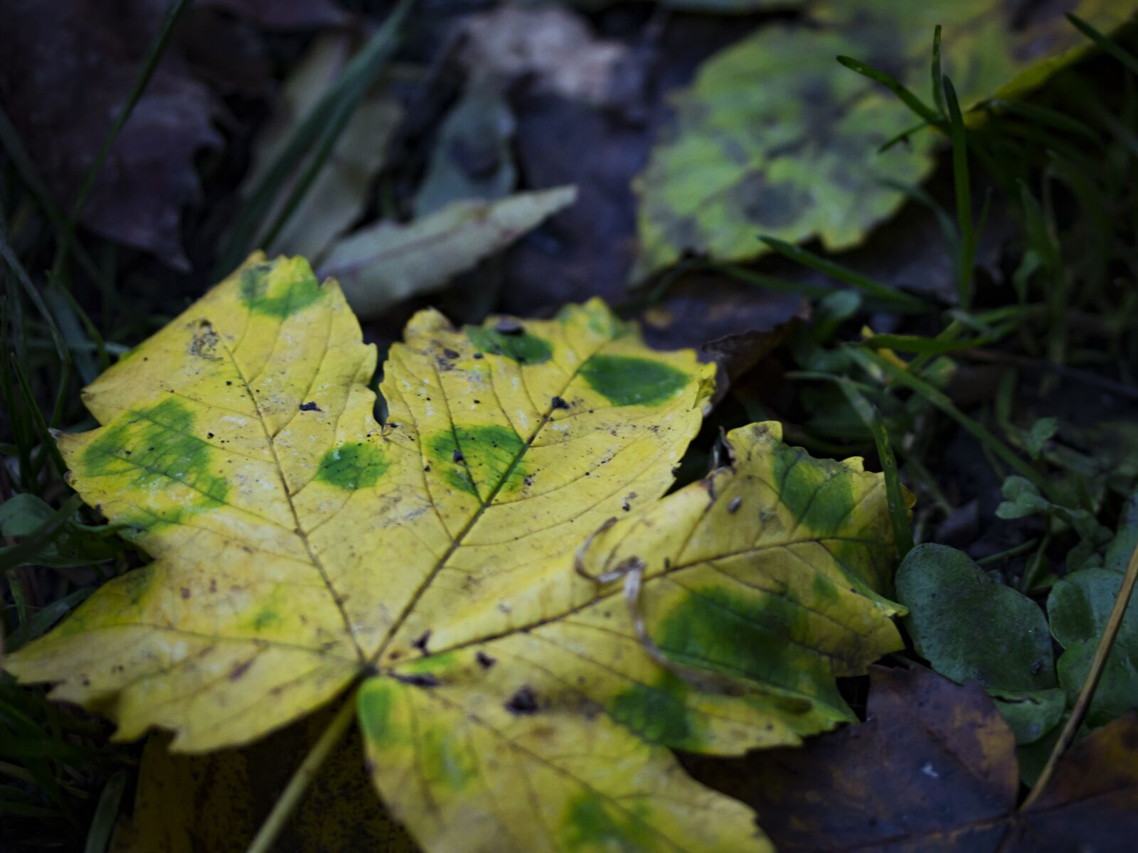 Canon EF-S 60mm F2.8 Macro USM sample photo. Autumn leaf, leaf, yellow photography