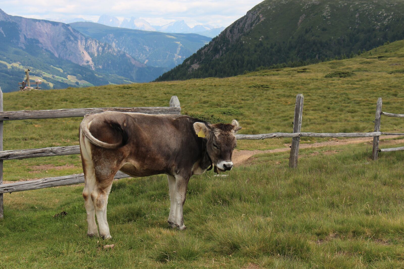 Canon EOS 700D (EOS Rebel T5i / EOS Kiss X7i) + Canon EF-S 18-135mm F3.5-5.6 IS STM sample photo. Calf, cow, alps photography