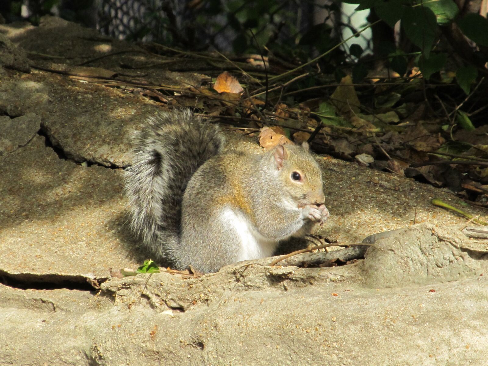 Canon PowerShot SX130 IS sample photo. Squirrel, rodent, eating photography