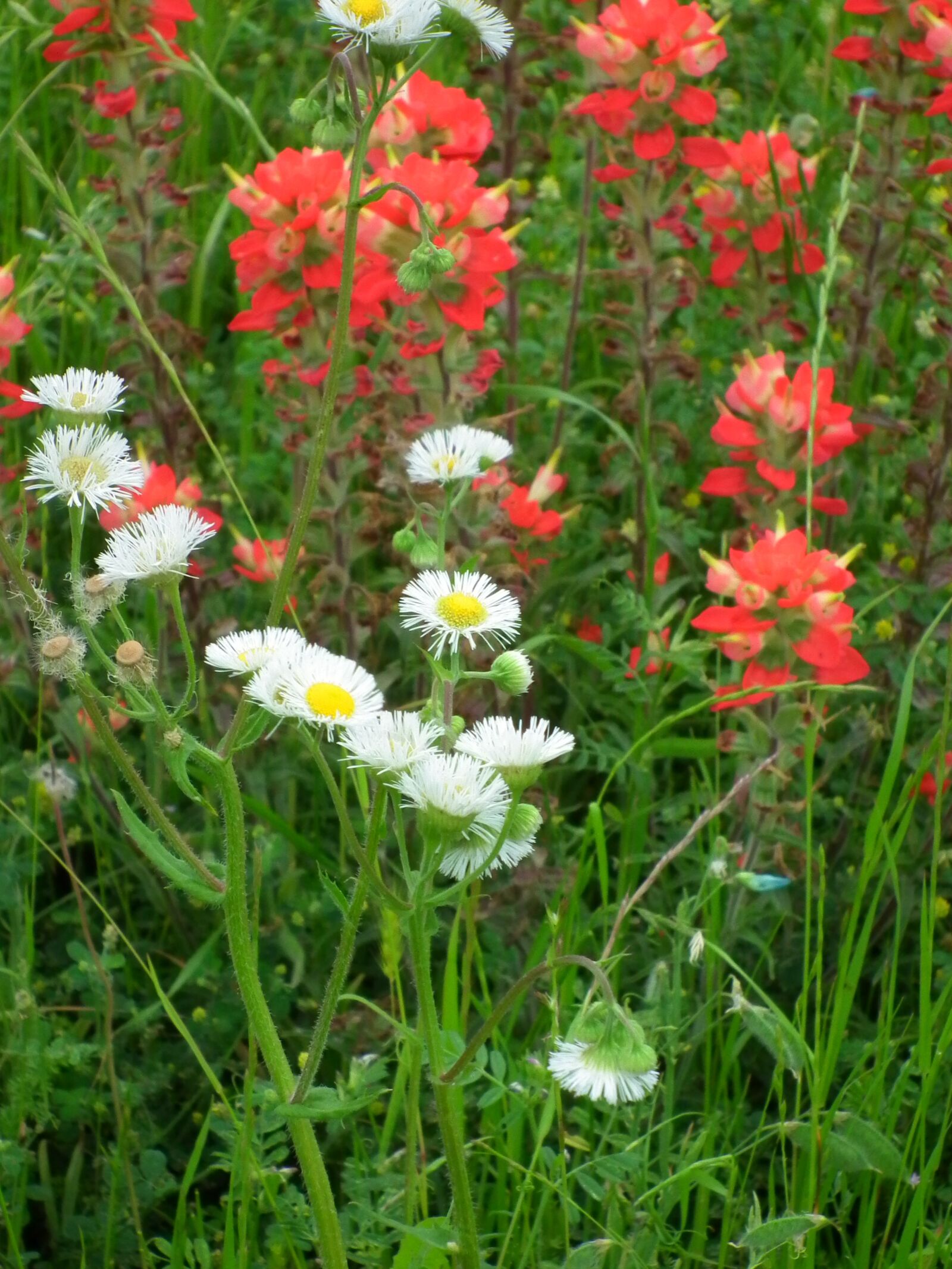 FujiFilm FinePix HS10 (FinePix HS11) sample photo. Wildflowers, nature, outdoors photography