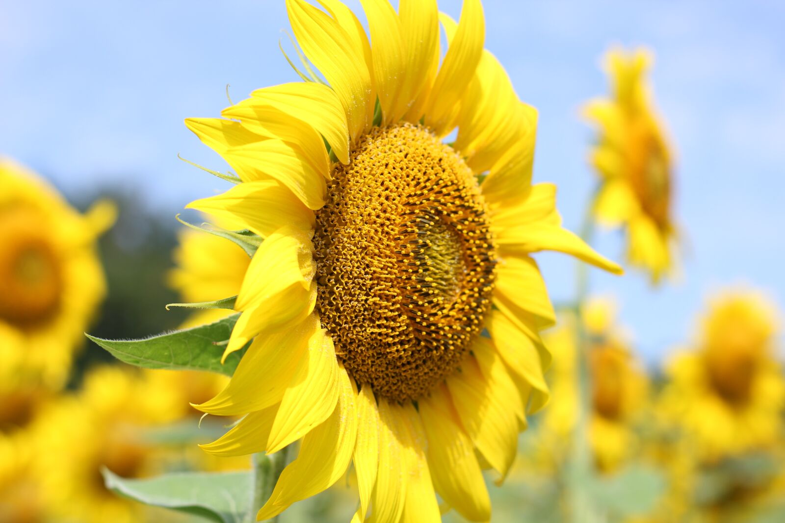 Canon EOS 550D (EOS Rebel T2i / EOS Kiss X4) sample photo. Sunflower, flower, bloom photography