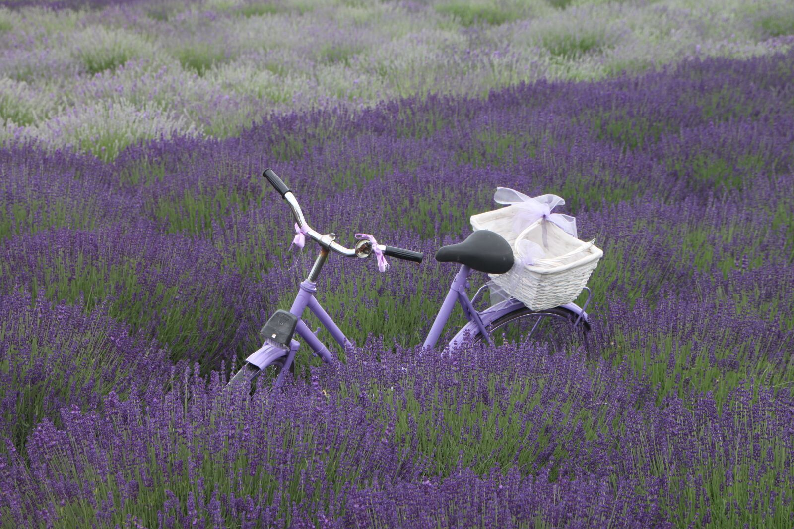 Canon EOS 500D (EOS Rebel T1i / EOS Kiss X3) sample photo. Bike, field, flowers photography