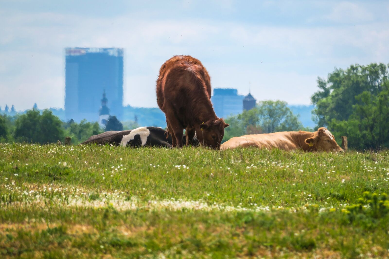Canon PowerShot G3 X sample photo. Cows, pasture, skyscraper photography