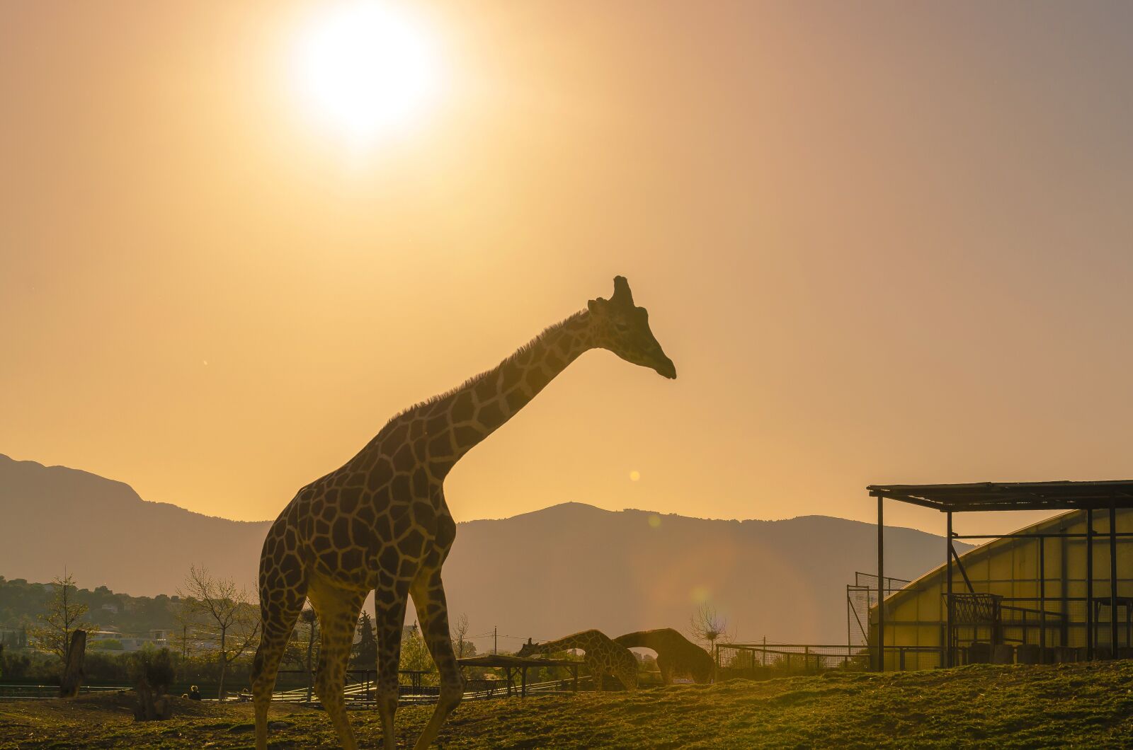 Nikon D7000 sample photo. Giraffe, animal, africa photography