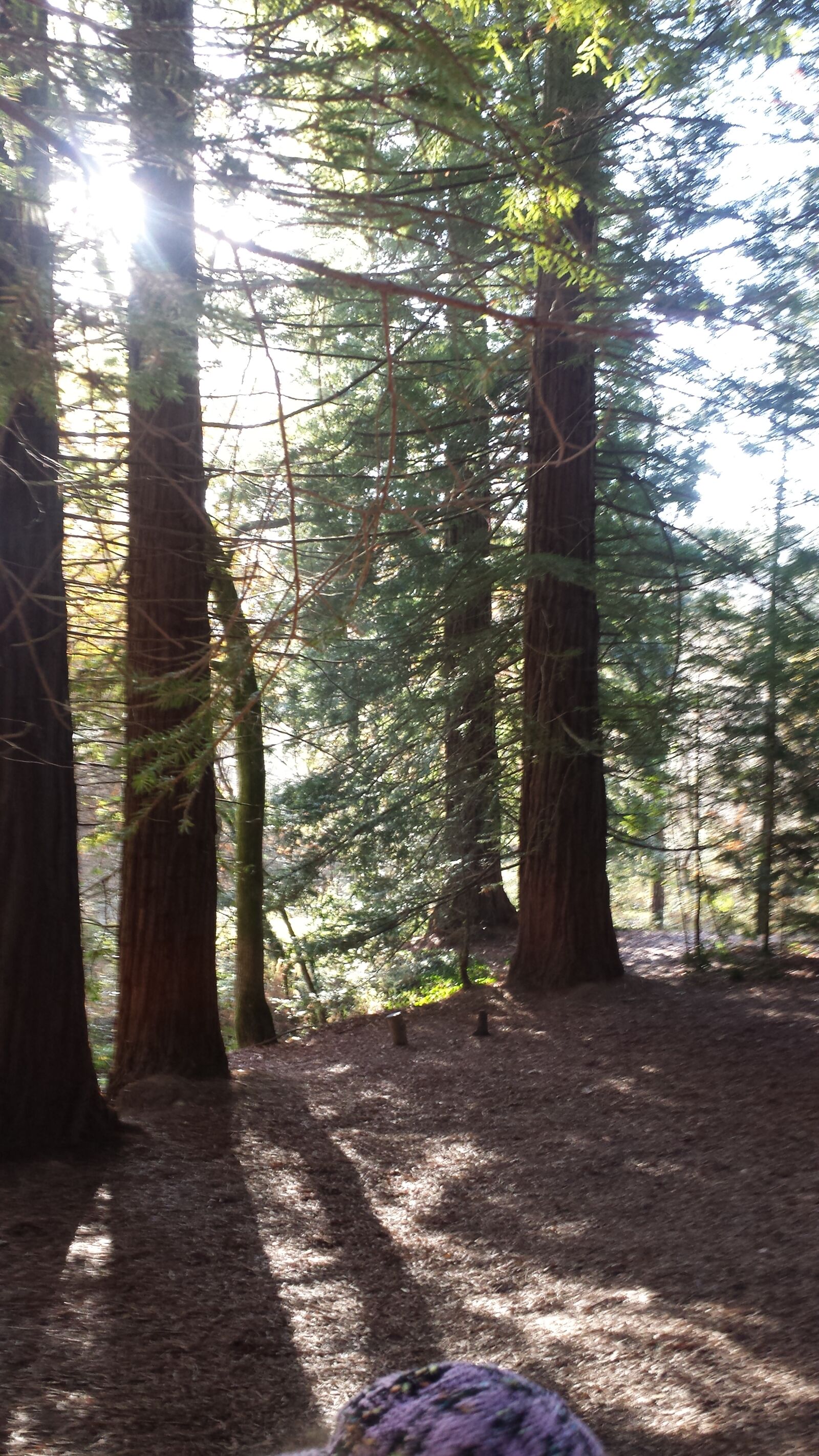 Samsung Galaxy S4 sample photo. Secuoya, monte, corona photography