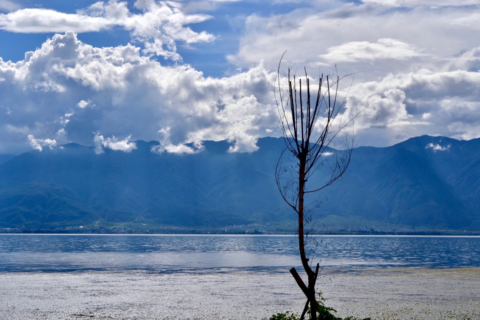 Nikon D3100 sample photo. Bule, cloud, dead, tree photography