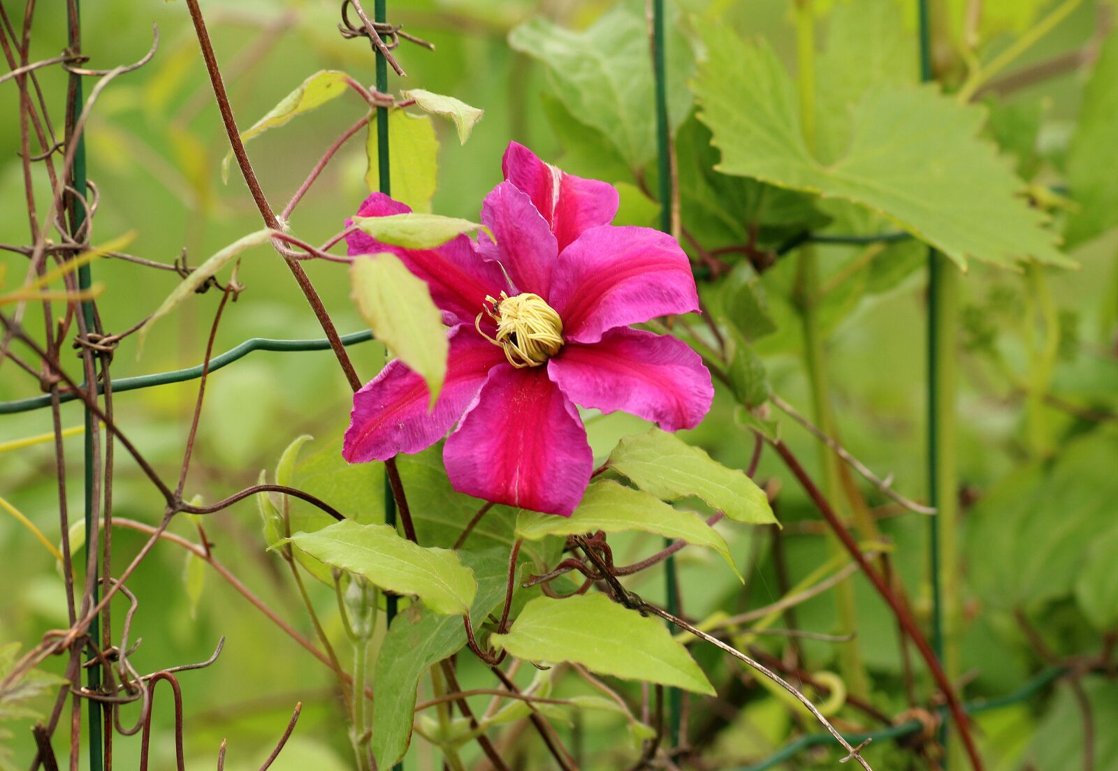 Canon EOS 1200D (EOS Rebel T5 / EOS Kiss X70 / EOS Hi) sample photo. Clematis, flower, purple flower photography