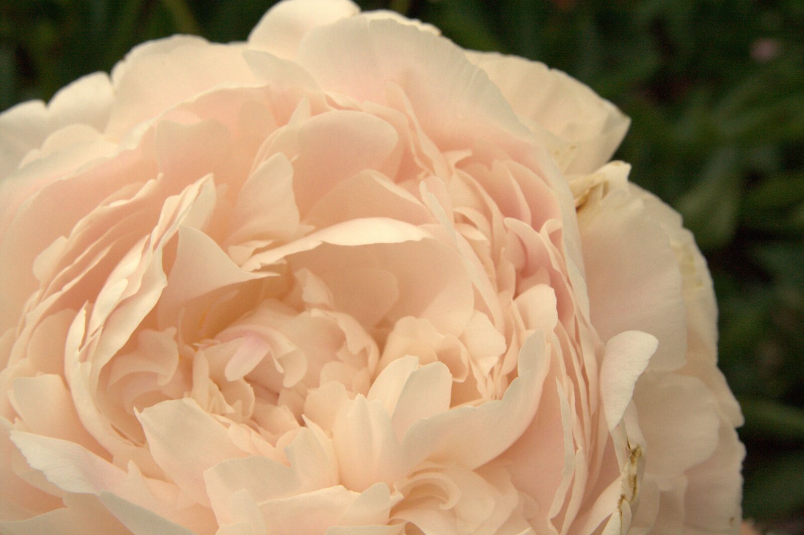 Canon EOS 400D (EOS Digital Rebel XTi / EOS Kiss Digital X) sample photo. Rose, light pink, flower photography
