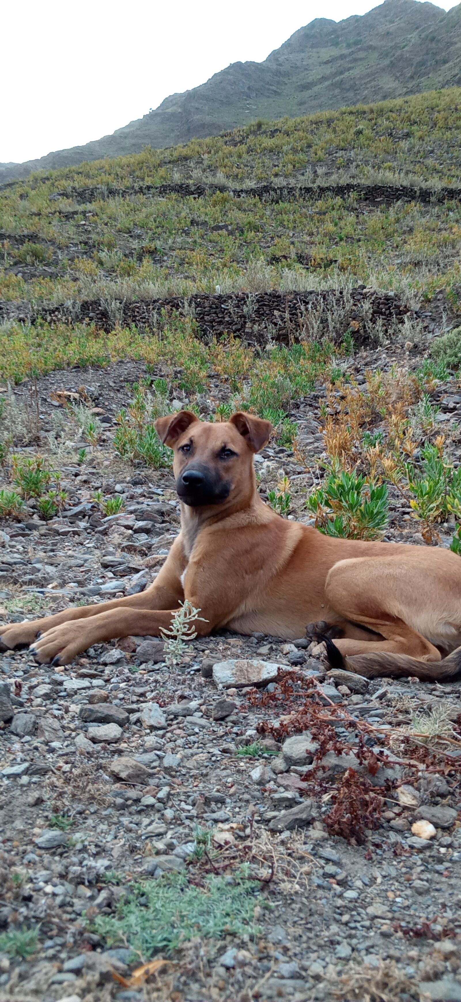 OPPO A1K sample photo. Pet, dog, mountain pose photography