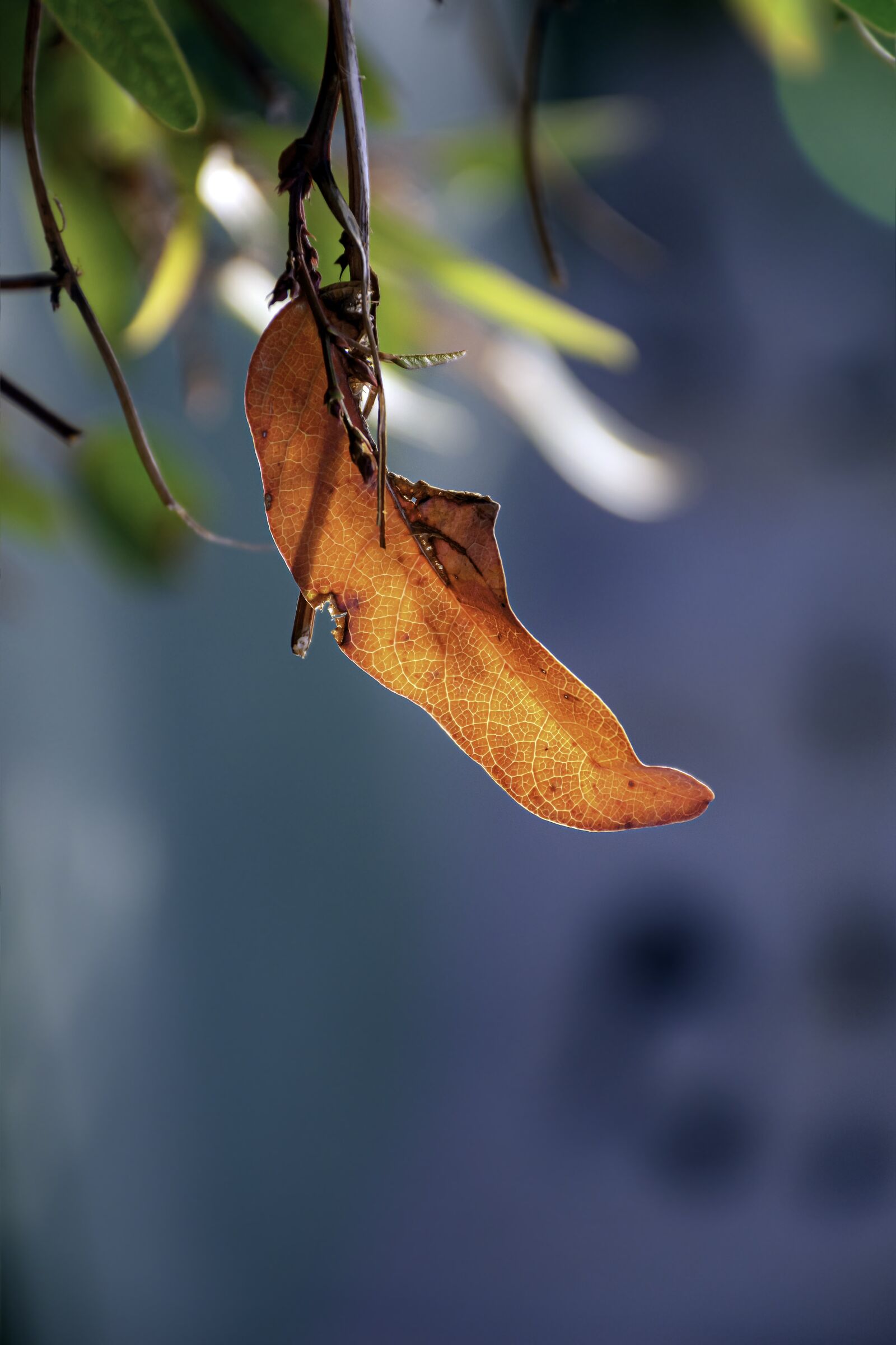 Nikon D5600 sample photo. Just autumn, leaves, light photography
