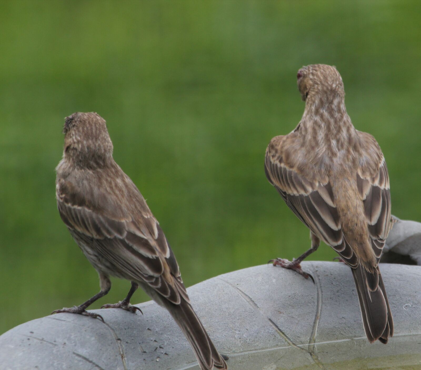 Canon EOS 550D (EOS Rebel T2i / EOS Kiss X4) sample photo. Bird, finch, house finch photography