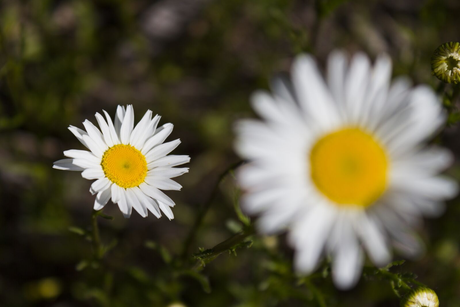 Canon EOS 550D (EOS Rebel T2i / EOS Kiss X4) sample photo. Daisy flower, flower, spring photography