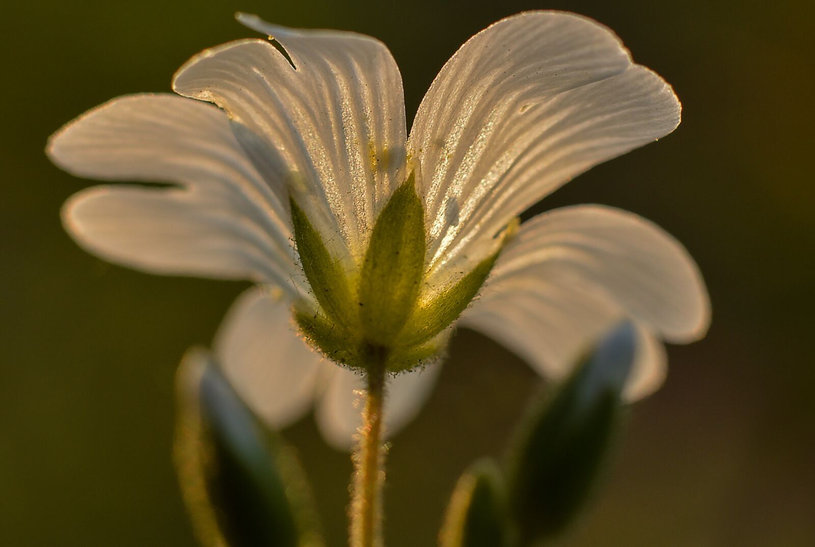 Nikon D3200 sample photo. Flower, nature, spring photography