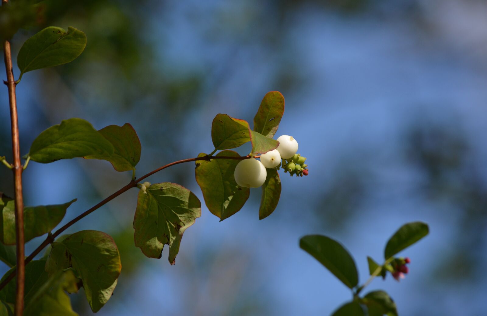 Nikon D5200 sample photo. Flower, burgeon, blossom photography