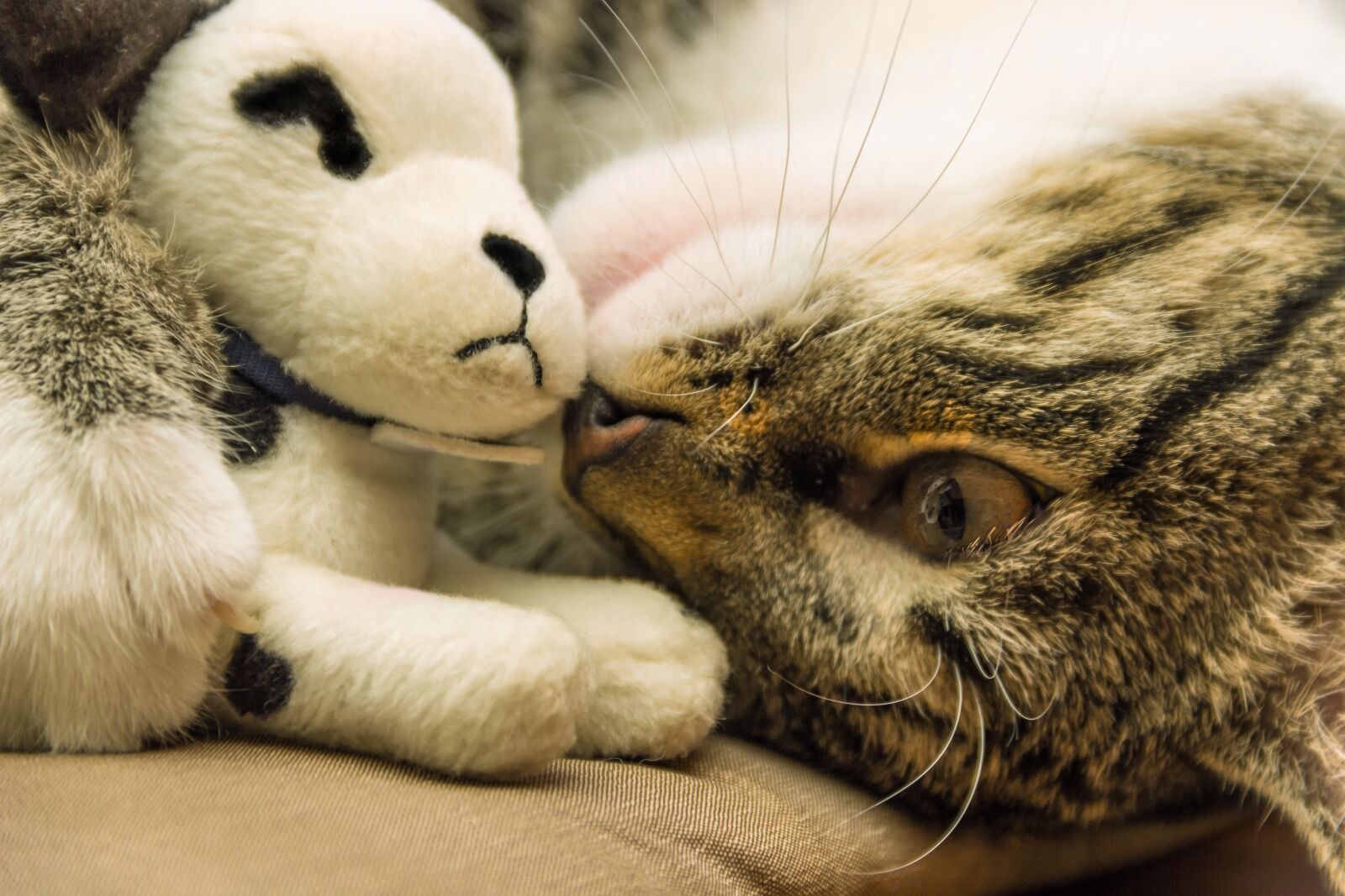 Canon EOS 600D (Rebel EOS T3i / EOS Kiss X5) sample photo. Cat, toys, plush dog photography