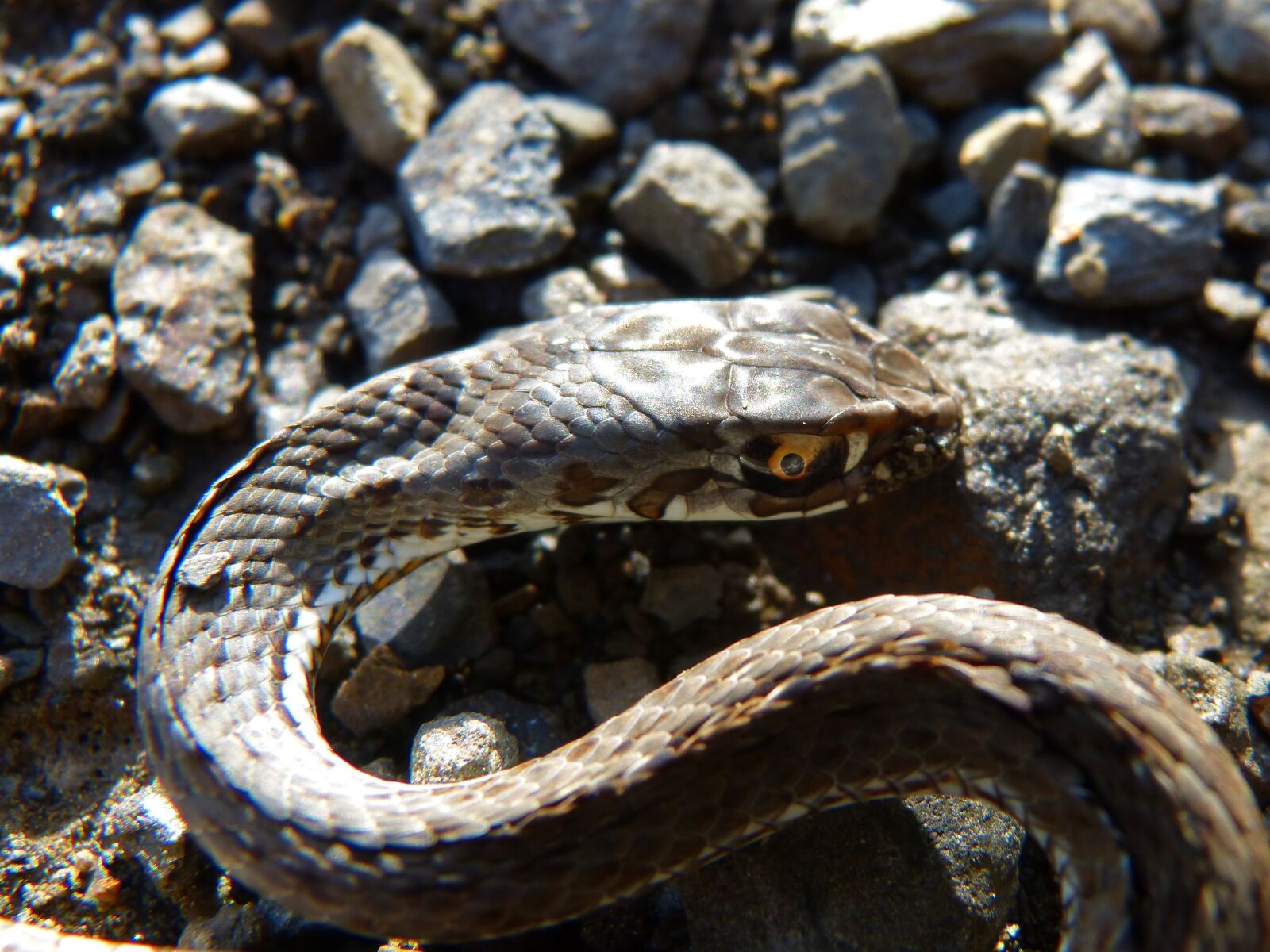 Panasonic DMC-FZ62 sample photo. Snake, coronella girondica, southern photography