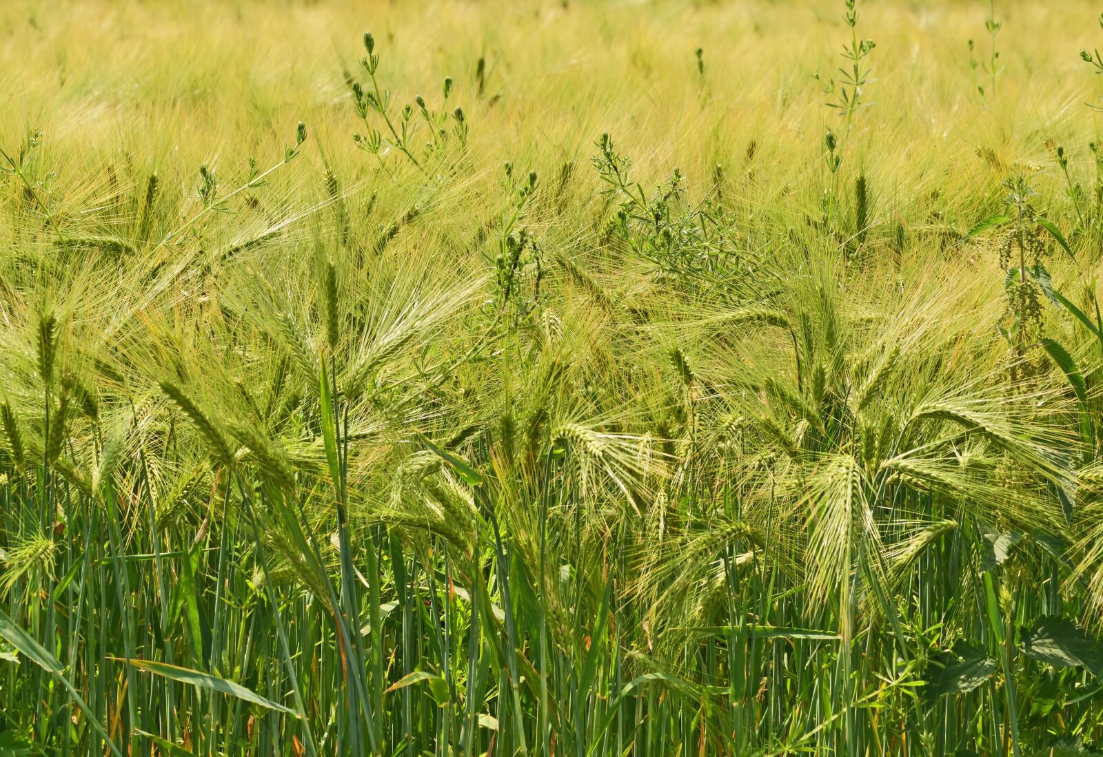 Panasonic Lumix DC-G9 sample photo. Barley, cereals, spike photography