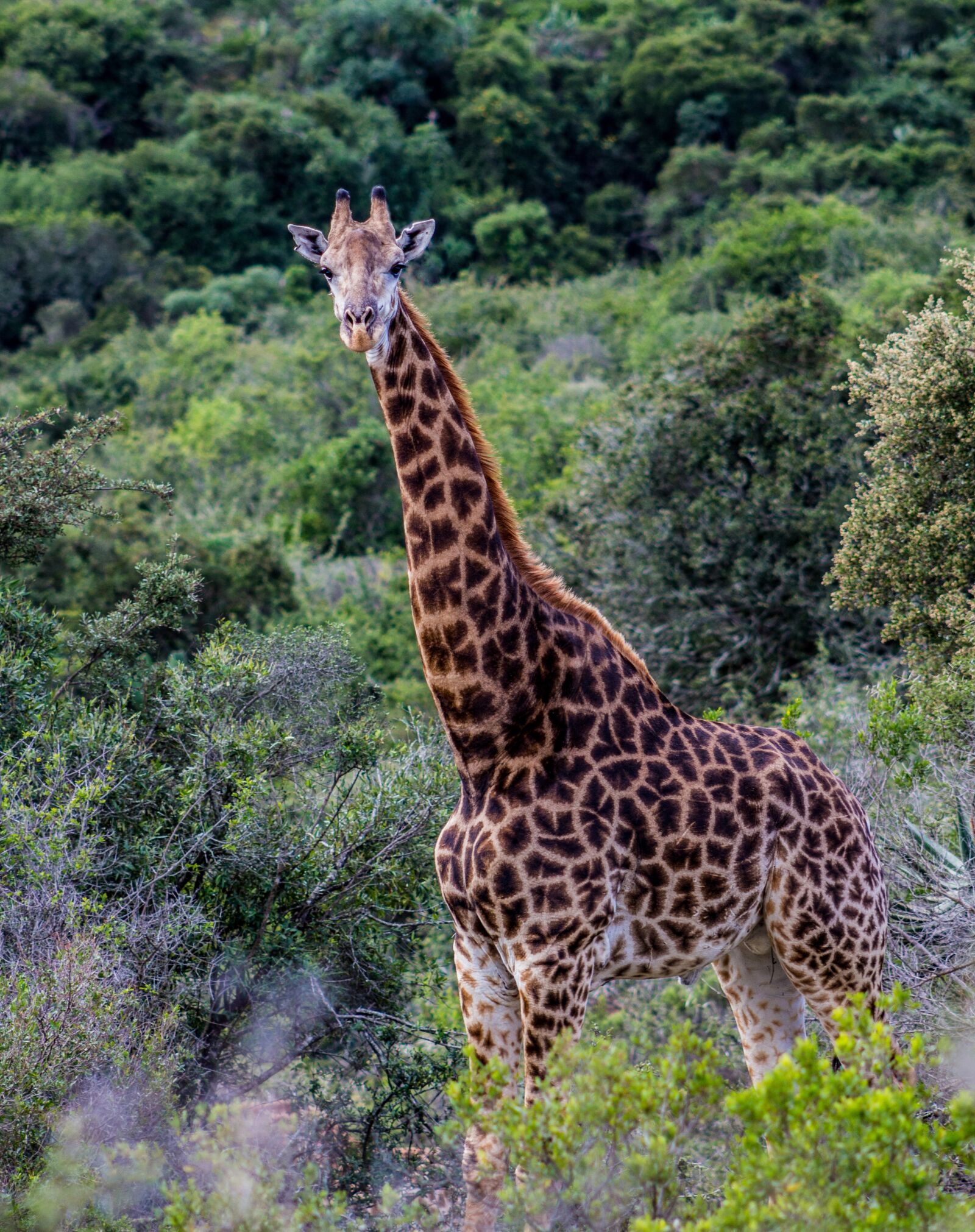 Canon EOS 100D (EOS Rebel SL1 / EOS Kiss X7) sample photo. Giraffe, nature, animal photography