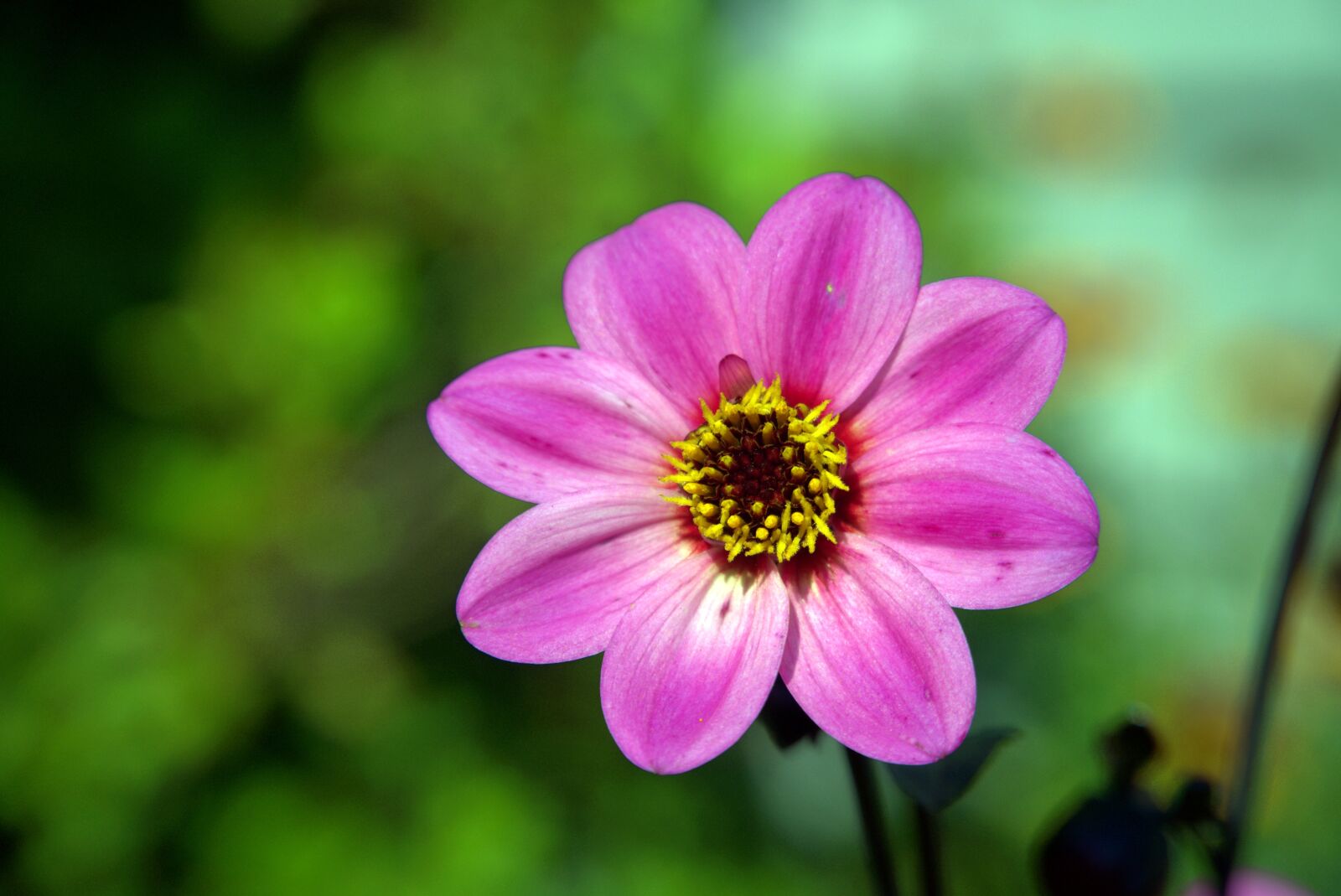 Sony a6500 sample photo. Flower, pink, beautiful photography
